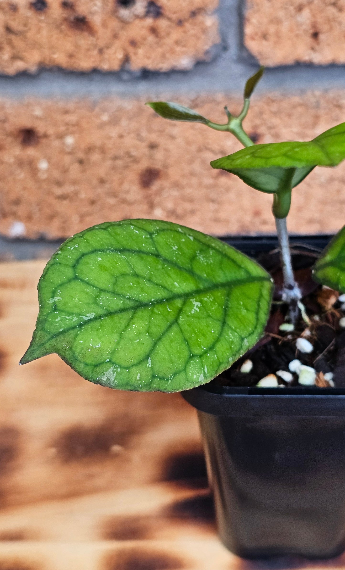 💥💫Hoya 'Irina' 💫💥