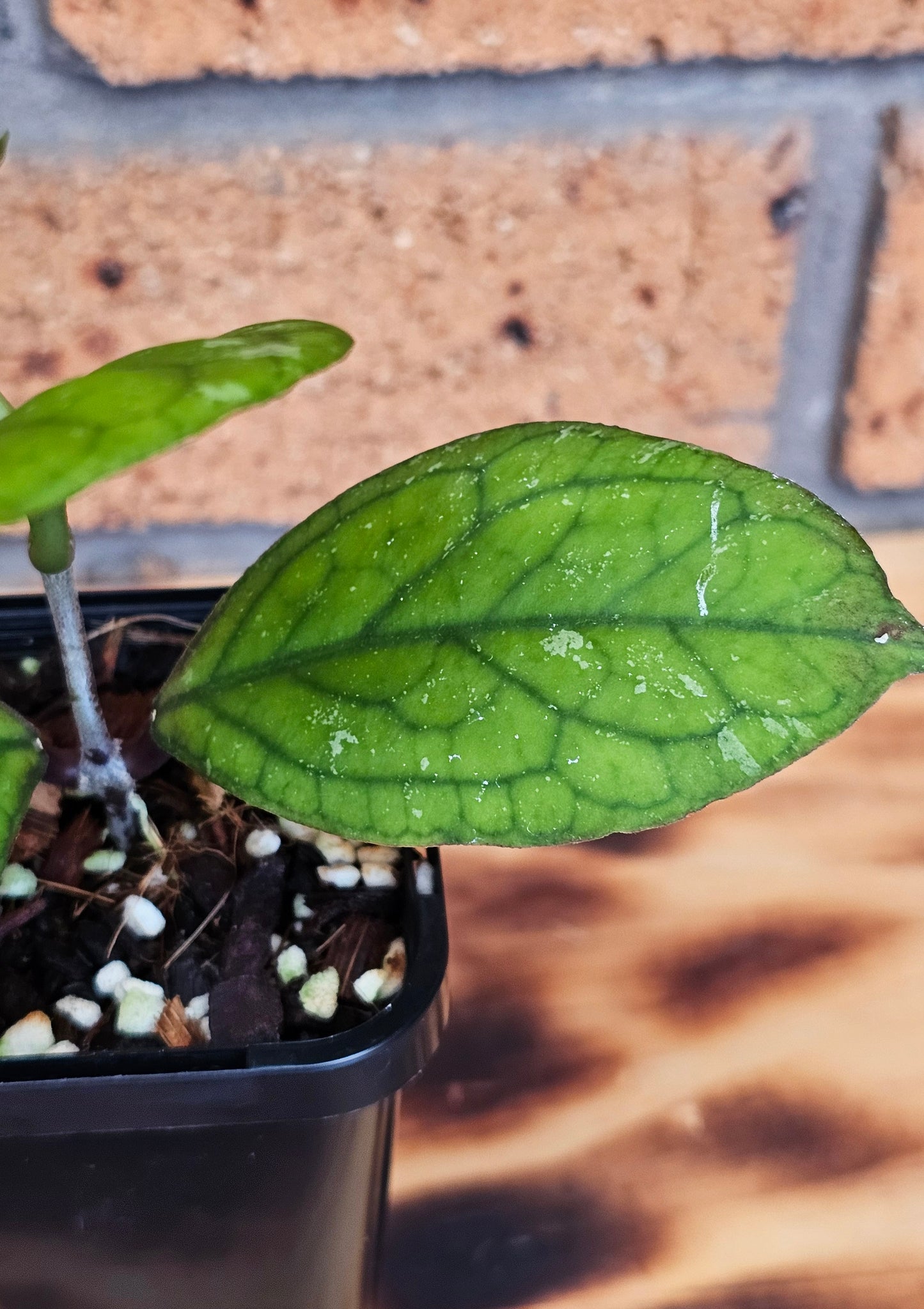 💥💫Hoya 'Irina' 💫💥