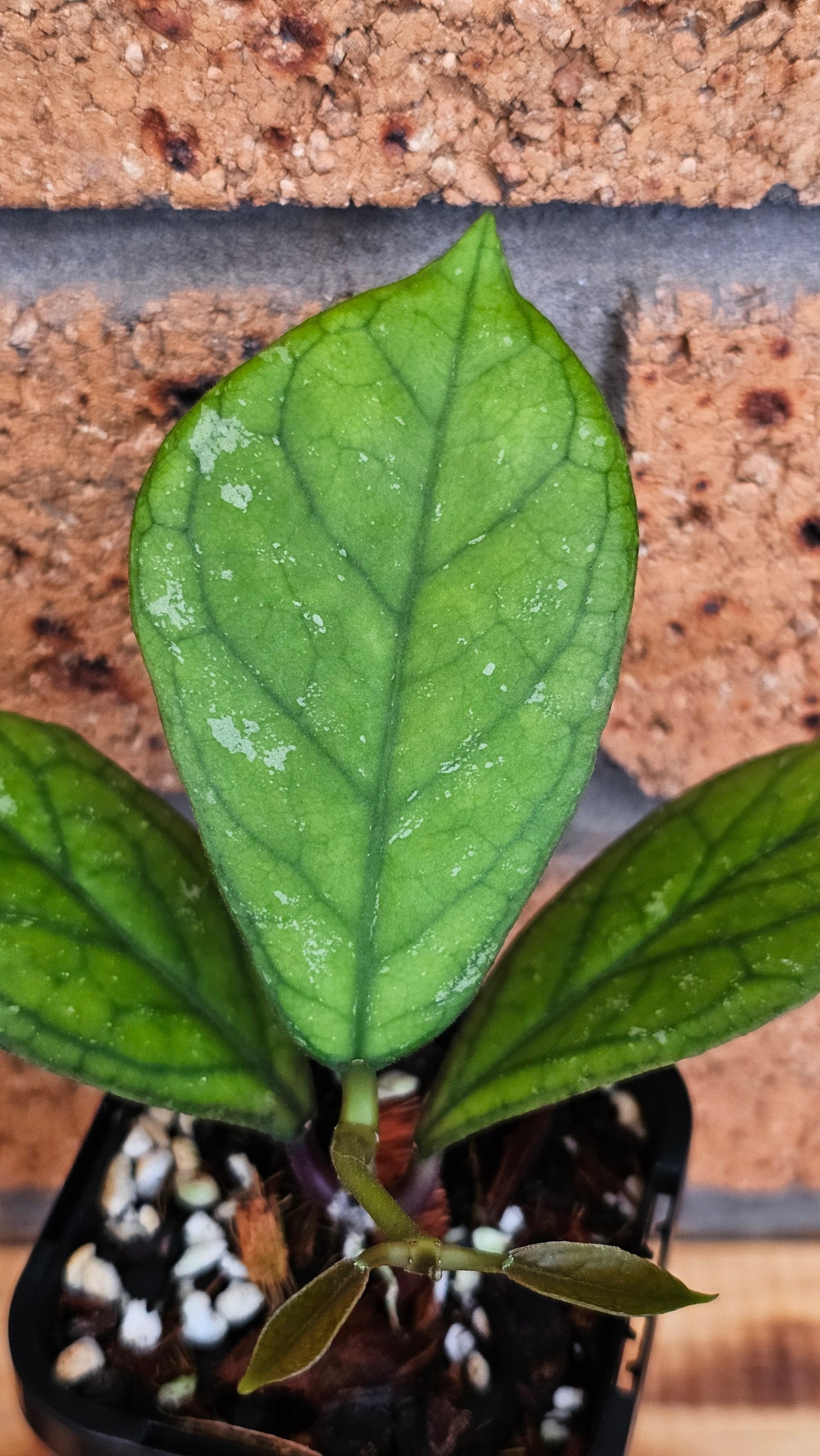 💥💫Hoya 'Irina' 💫💥