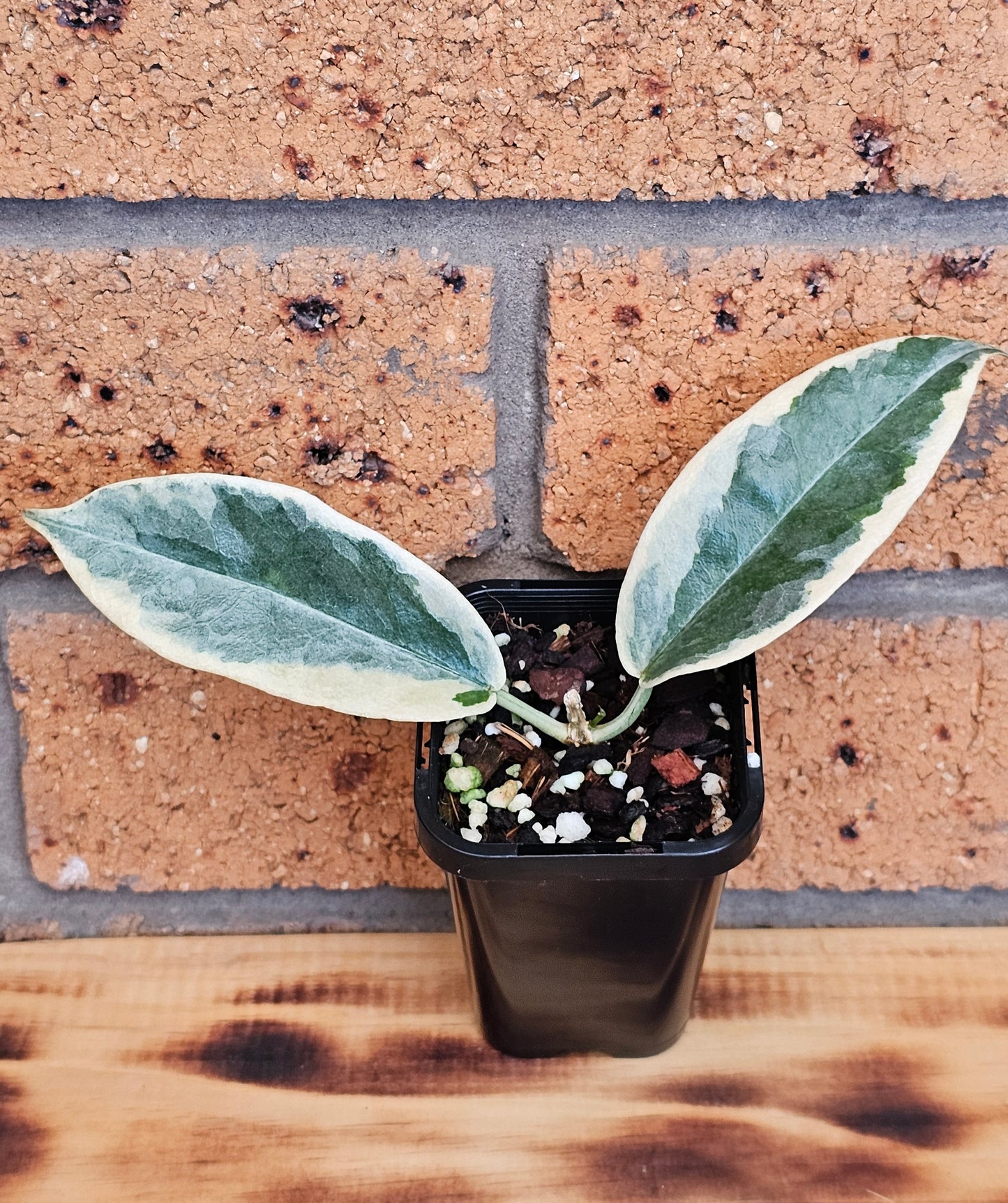 💥💫Hoya archboldiana Albo💫💥