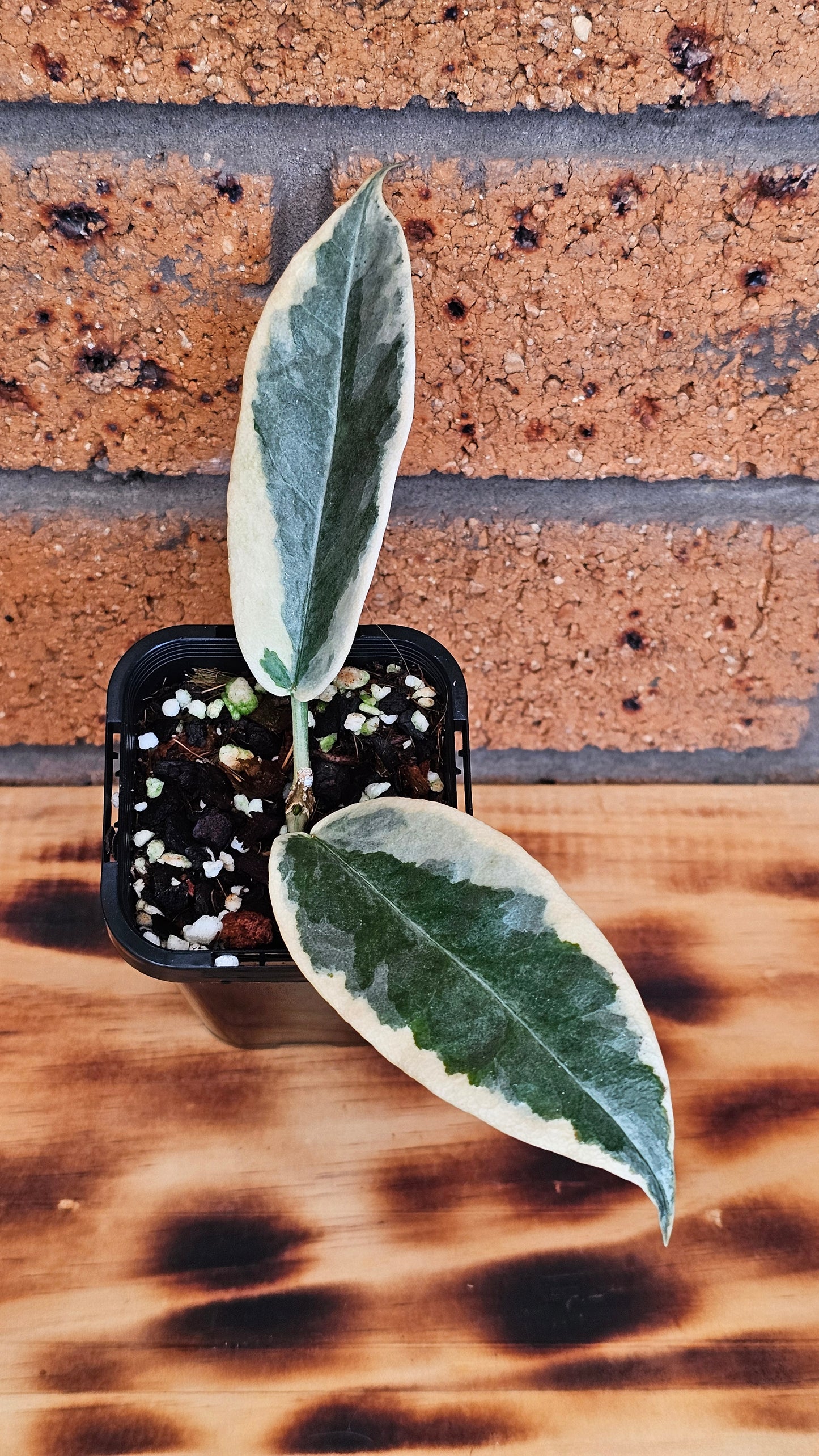 💥💫Hoya archboldiana Albo💫💥