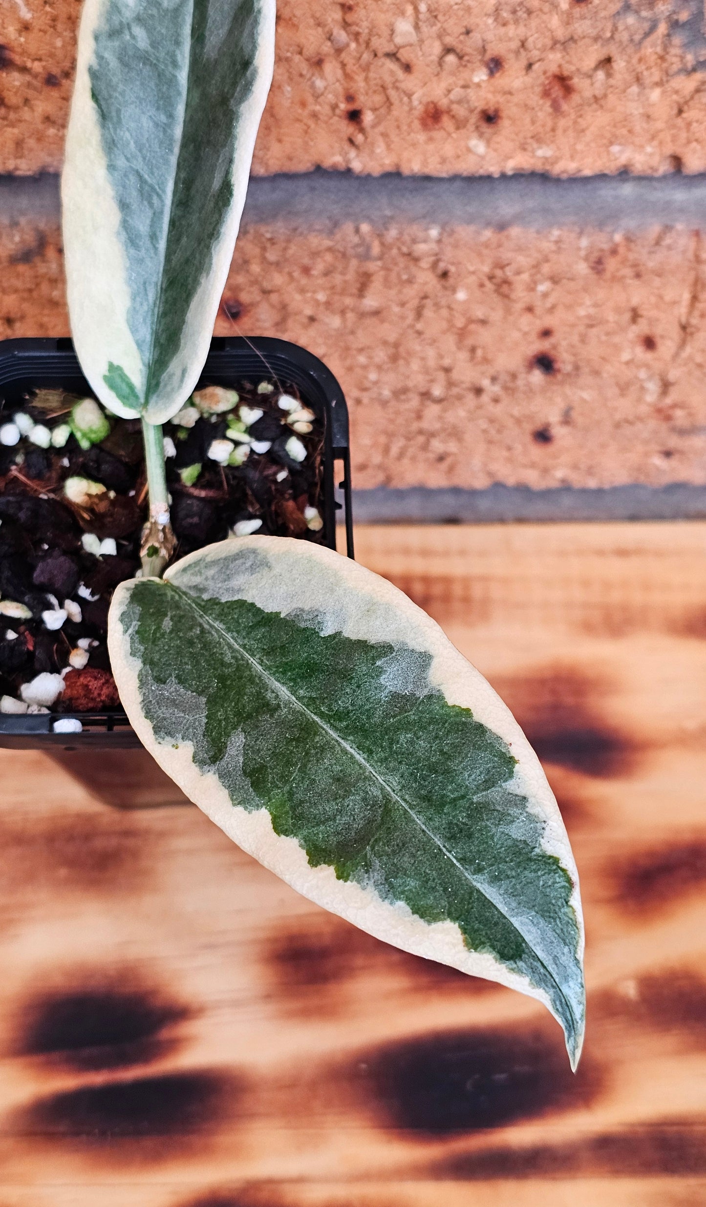 💥💫Hoya archboldiana Albo💫💥