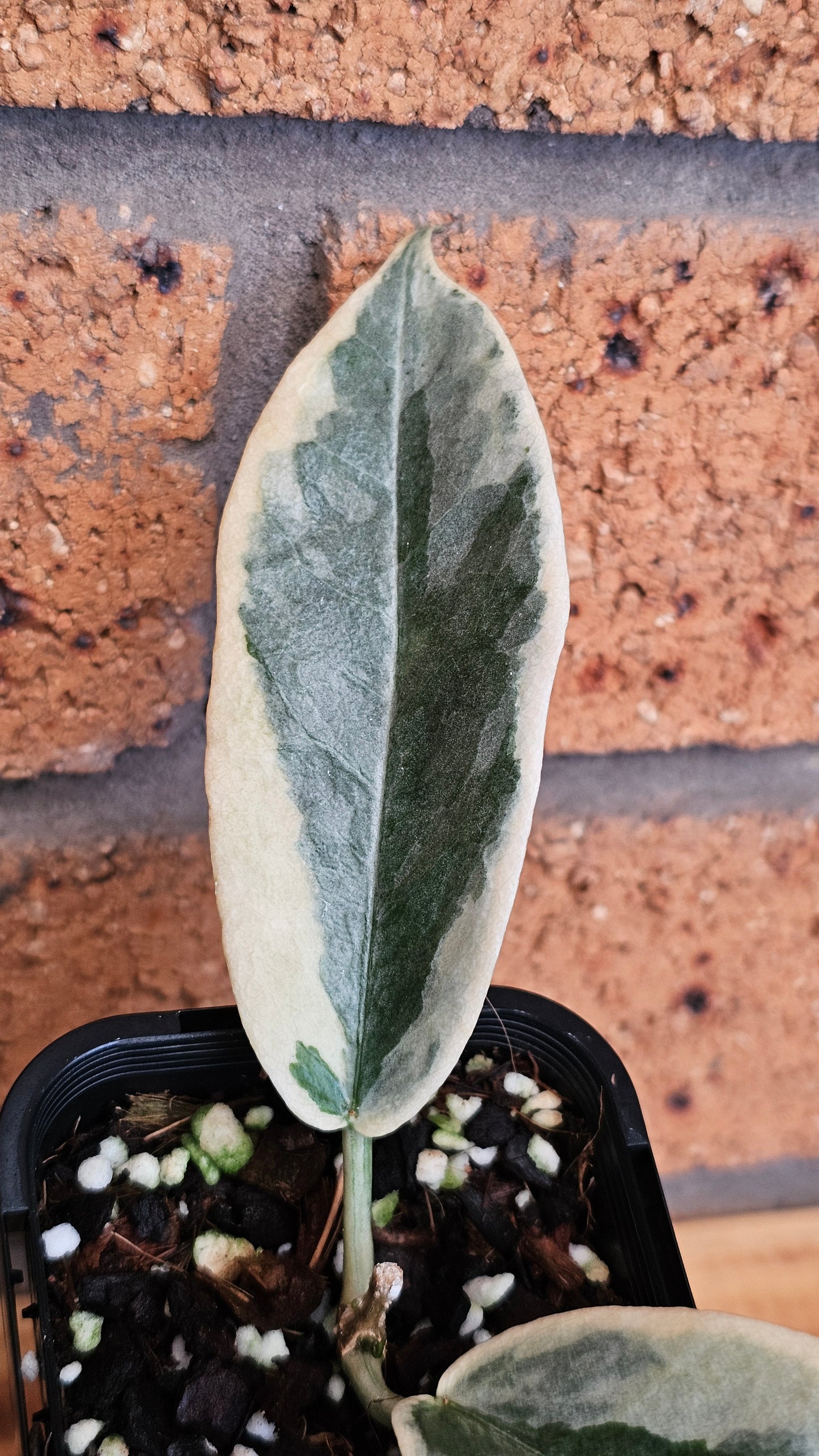 💥💫Hoya archboldiana Albo💫💥