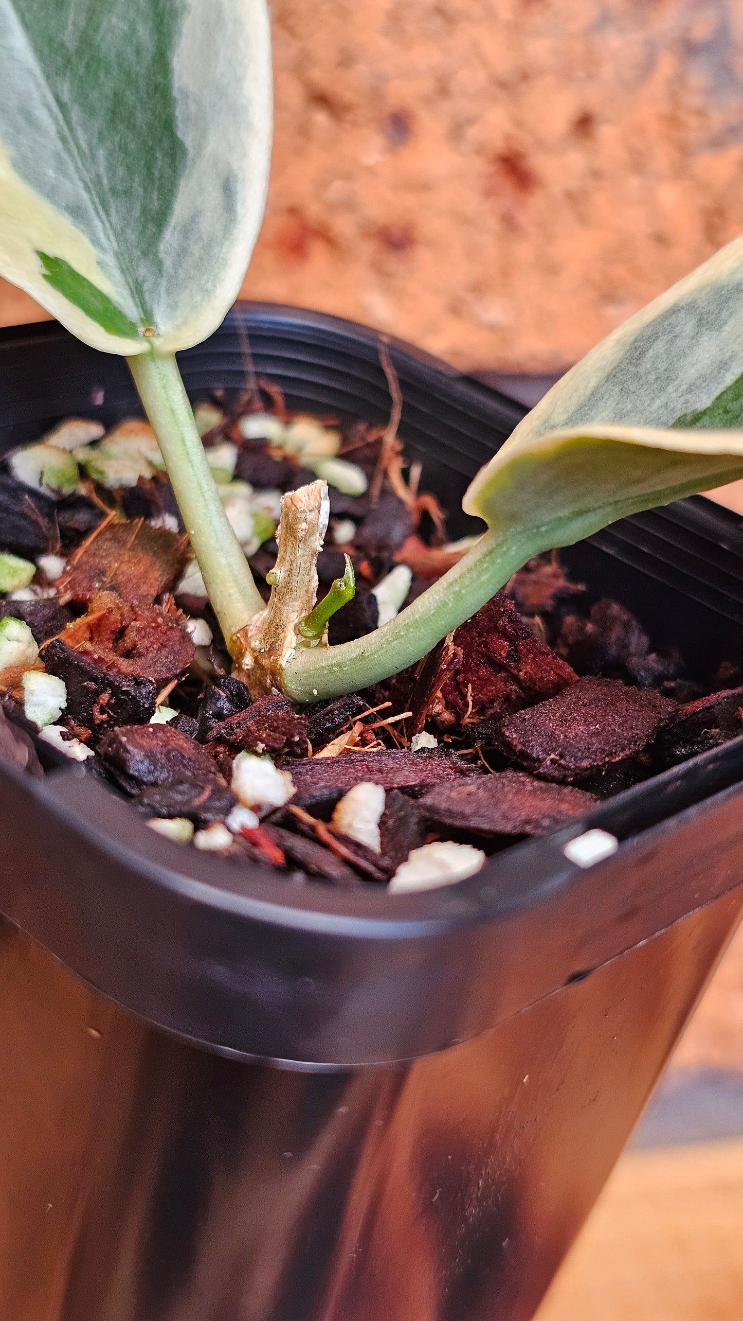 💥💫Hoya archboldiana Albo💫💥