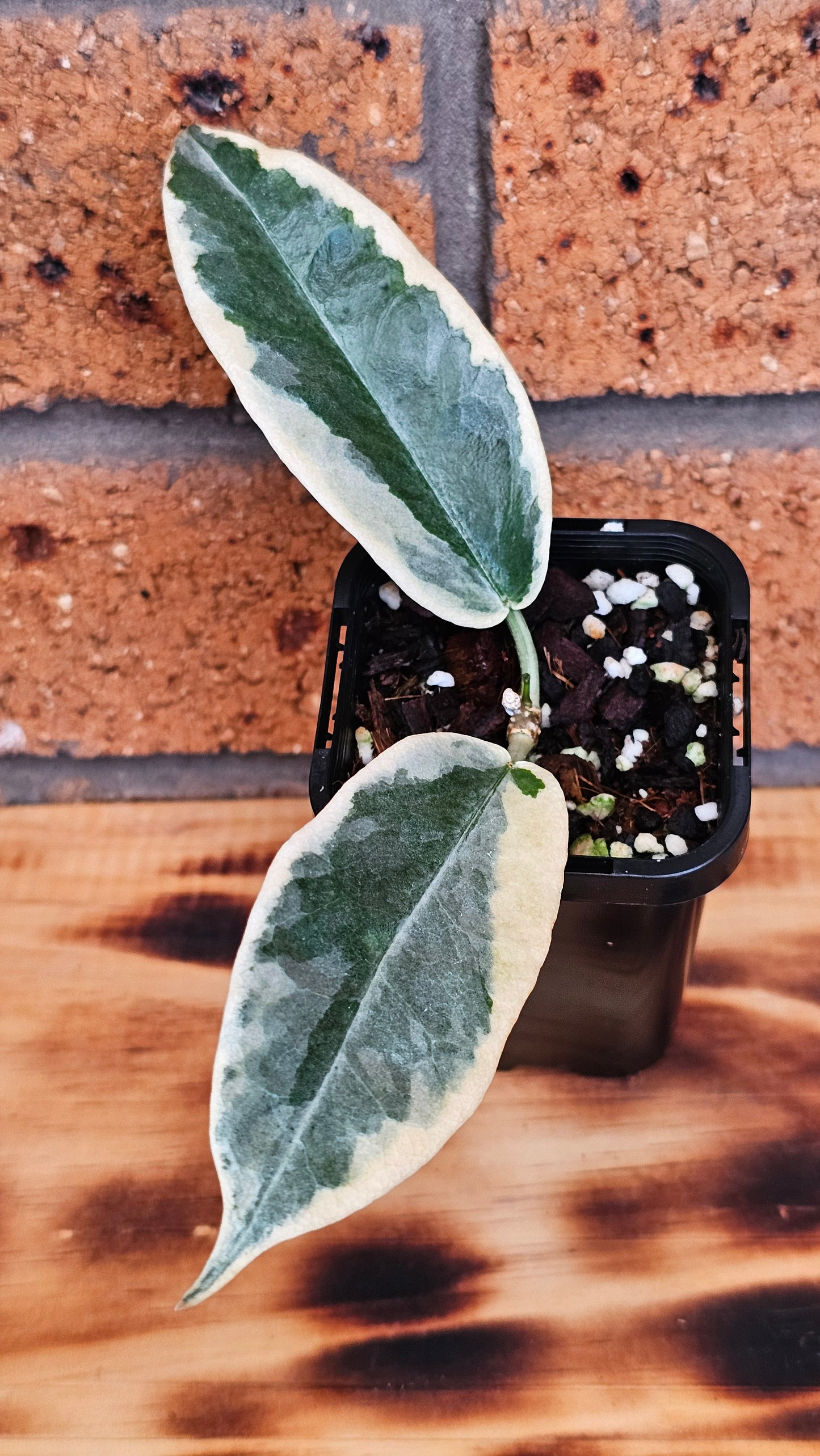 💥💫Hoya archboldiana Albo💫💥