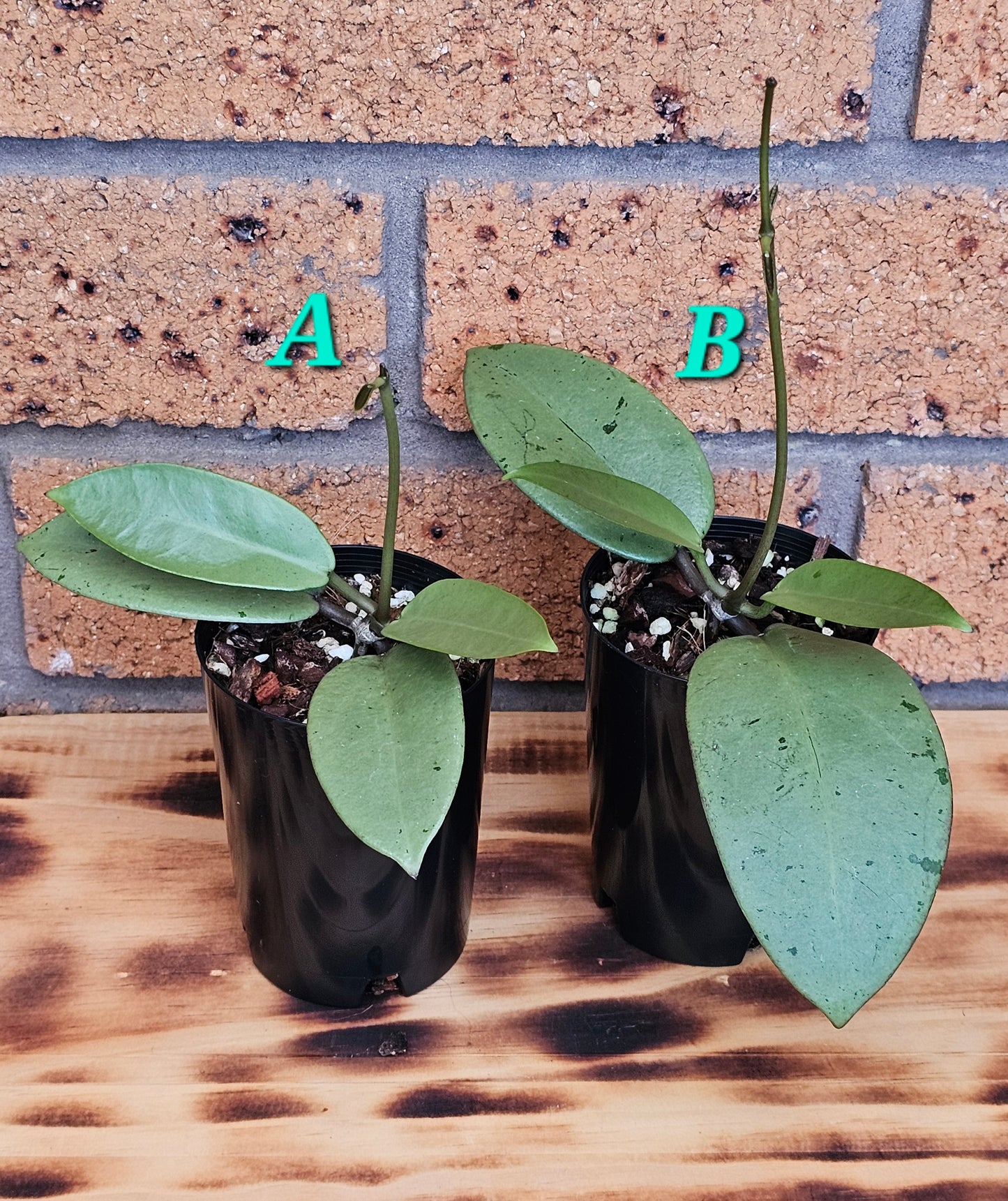 💥Hoya 'Silver Dollar'💥