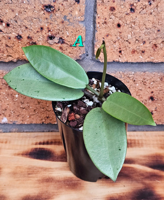 💥Hoya 'Silver Dollar'💥