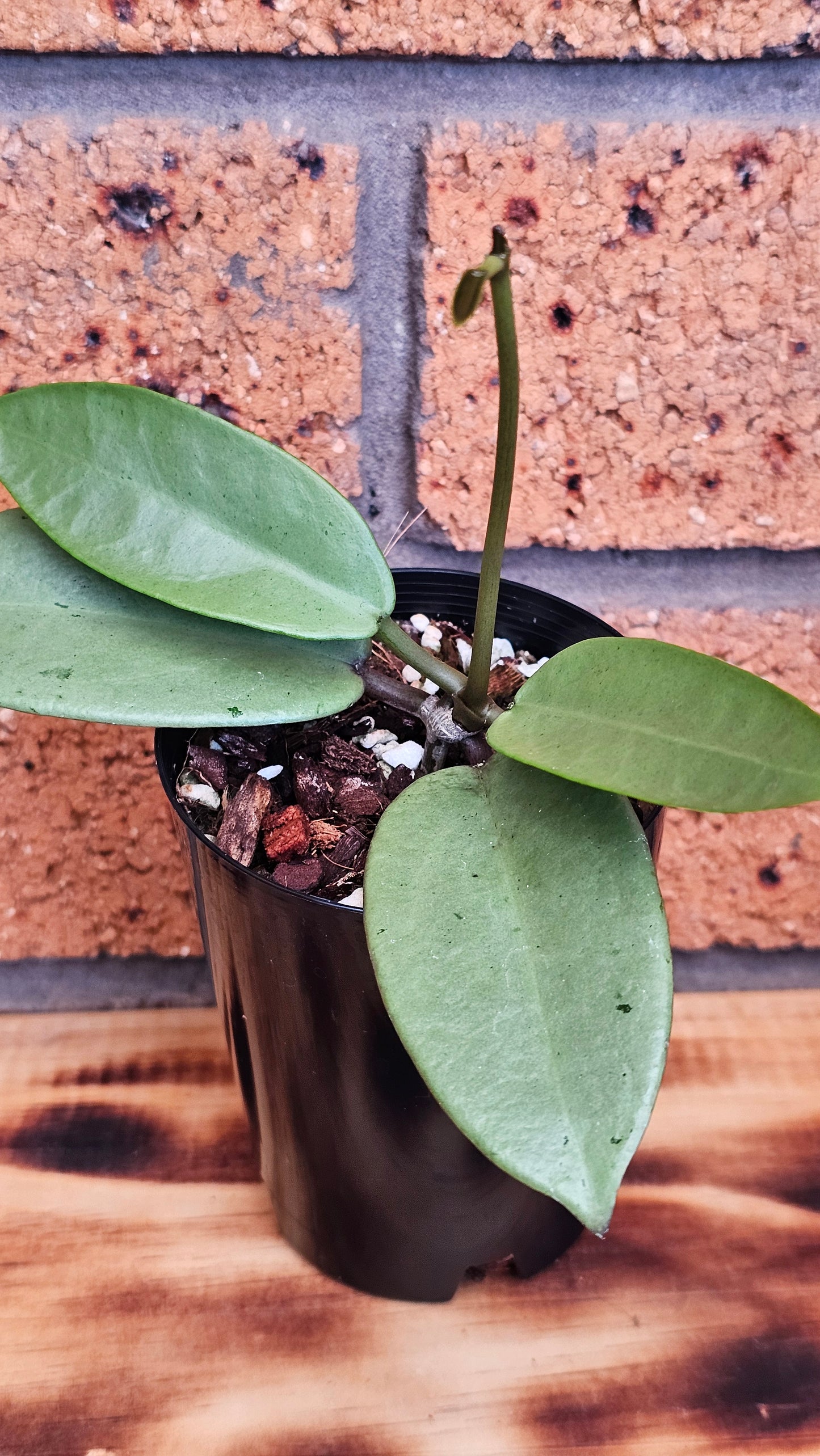 💥Hoya 'Silver Dollar'💥