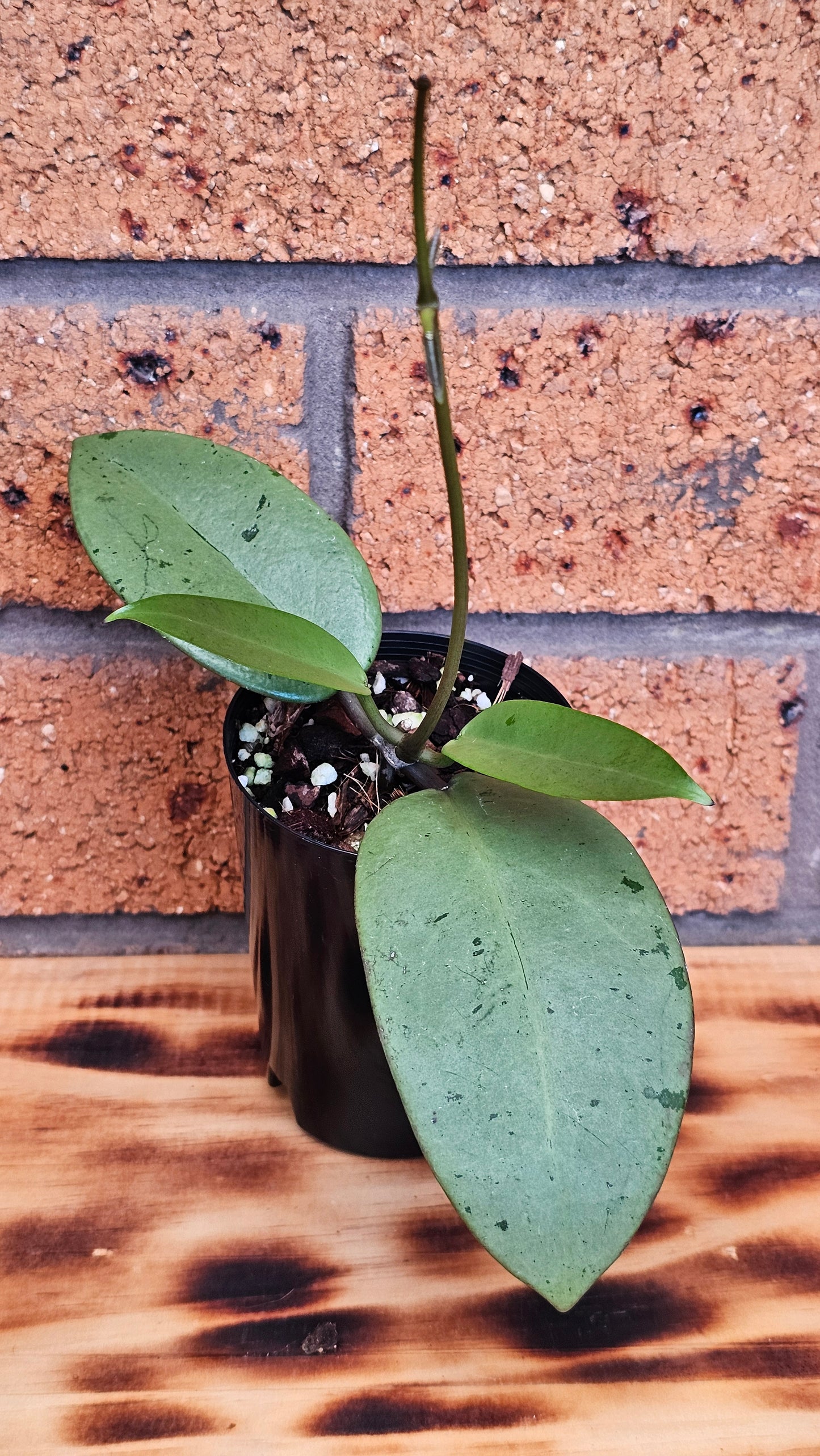 💥Hoya 'Silver Dollar'💥