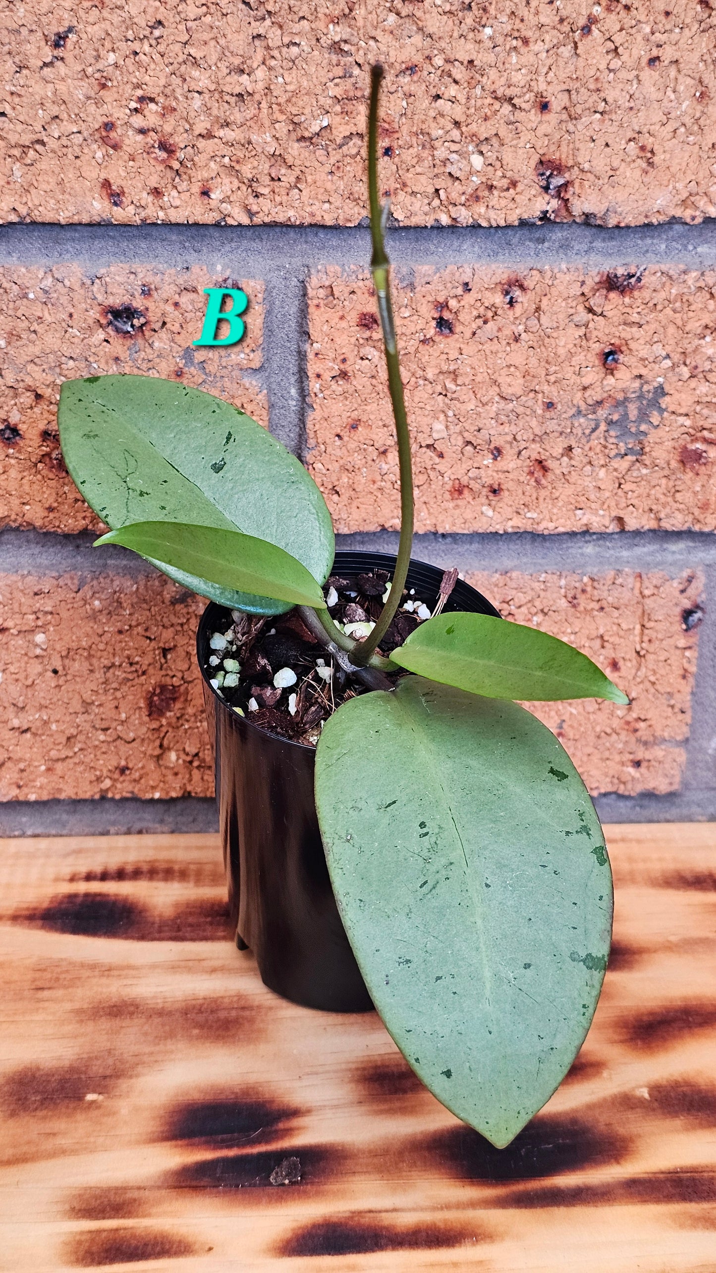 💥Hoya 'Silver Dollar'💥