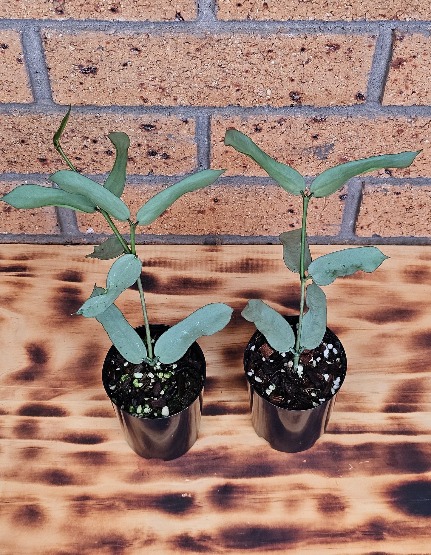 Hoya Pandurata 'Tsiang Silver'