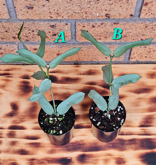 Hoya Pandurata 'Tsiang Silver'