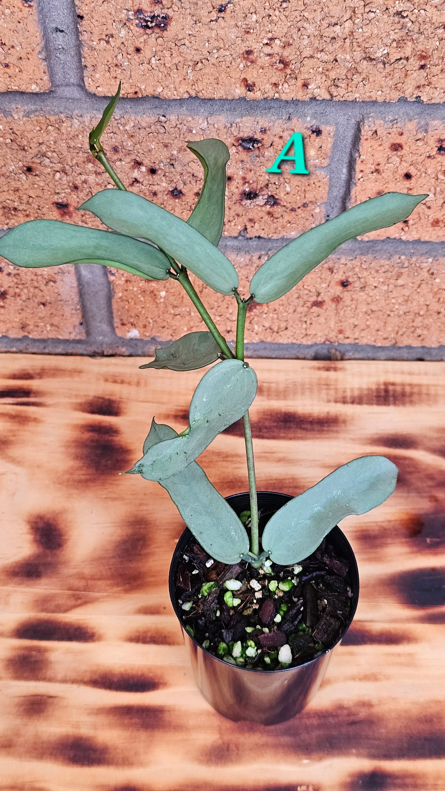 Hoya Pandurata 'Tsiang Silver'