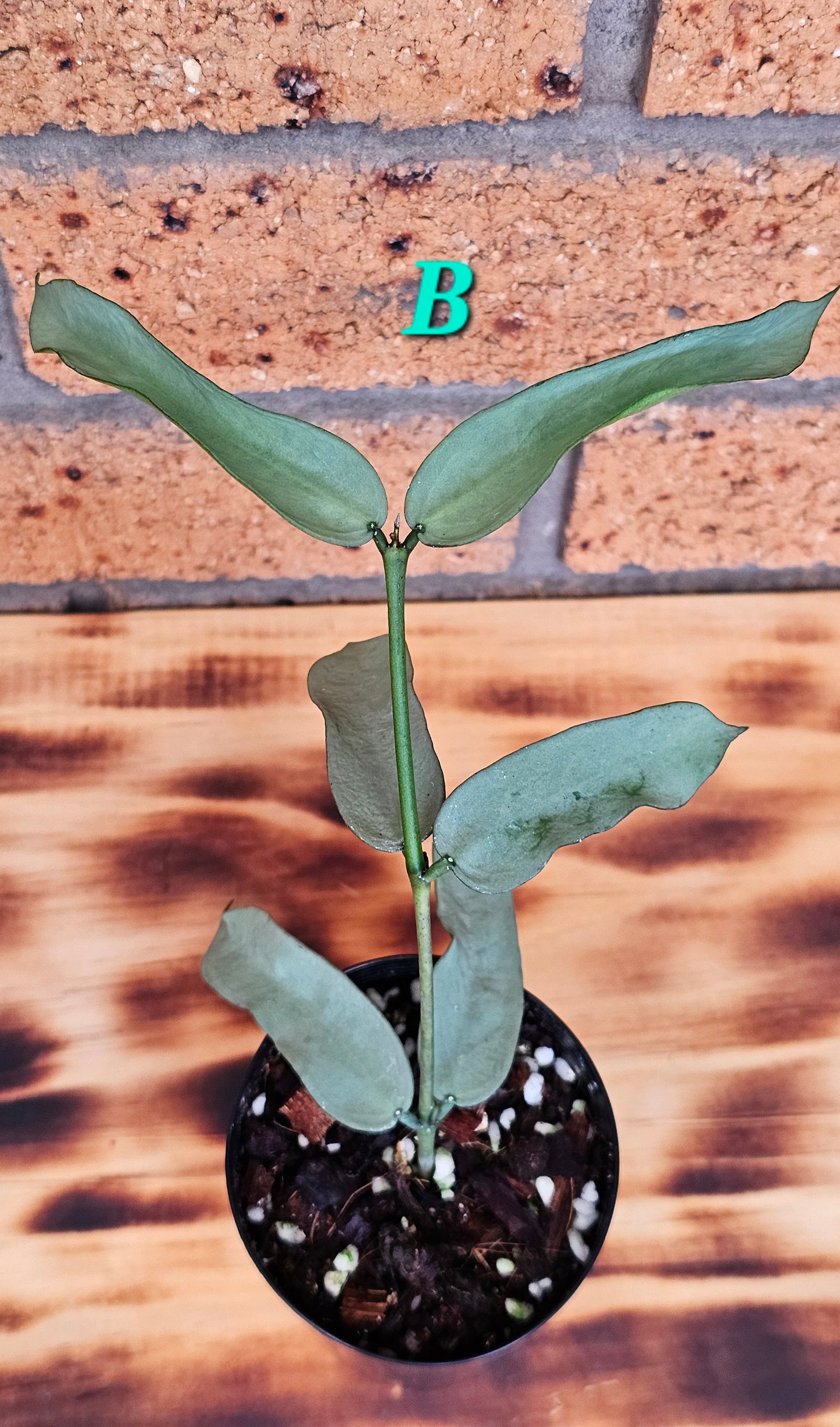 Hoya Pandurata 'Tsiang Silver'