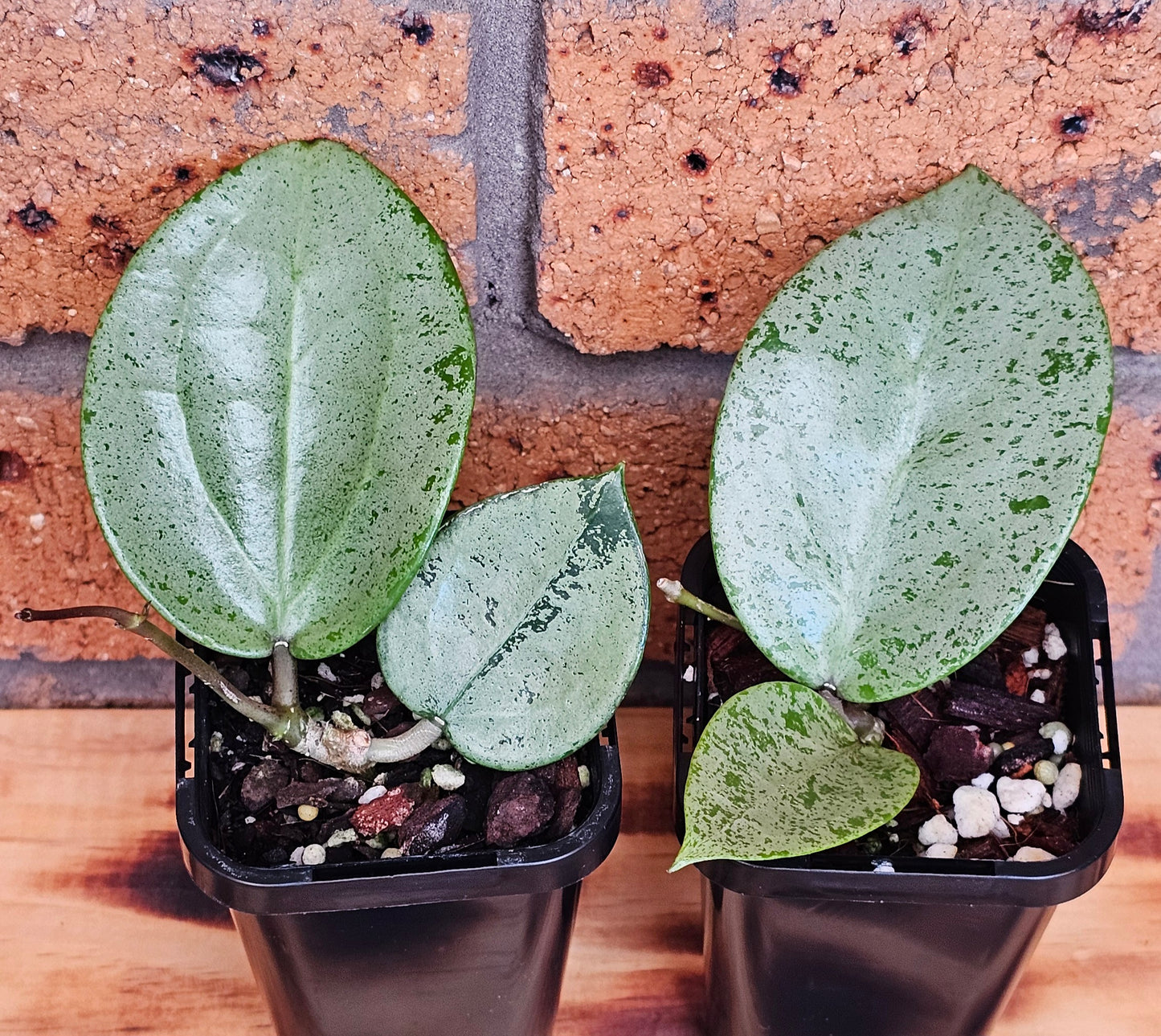 💥Hoya verticillata 'Heart Silver'💥
