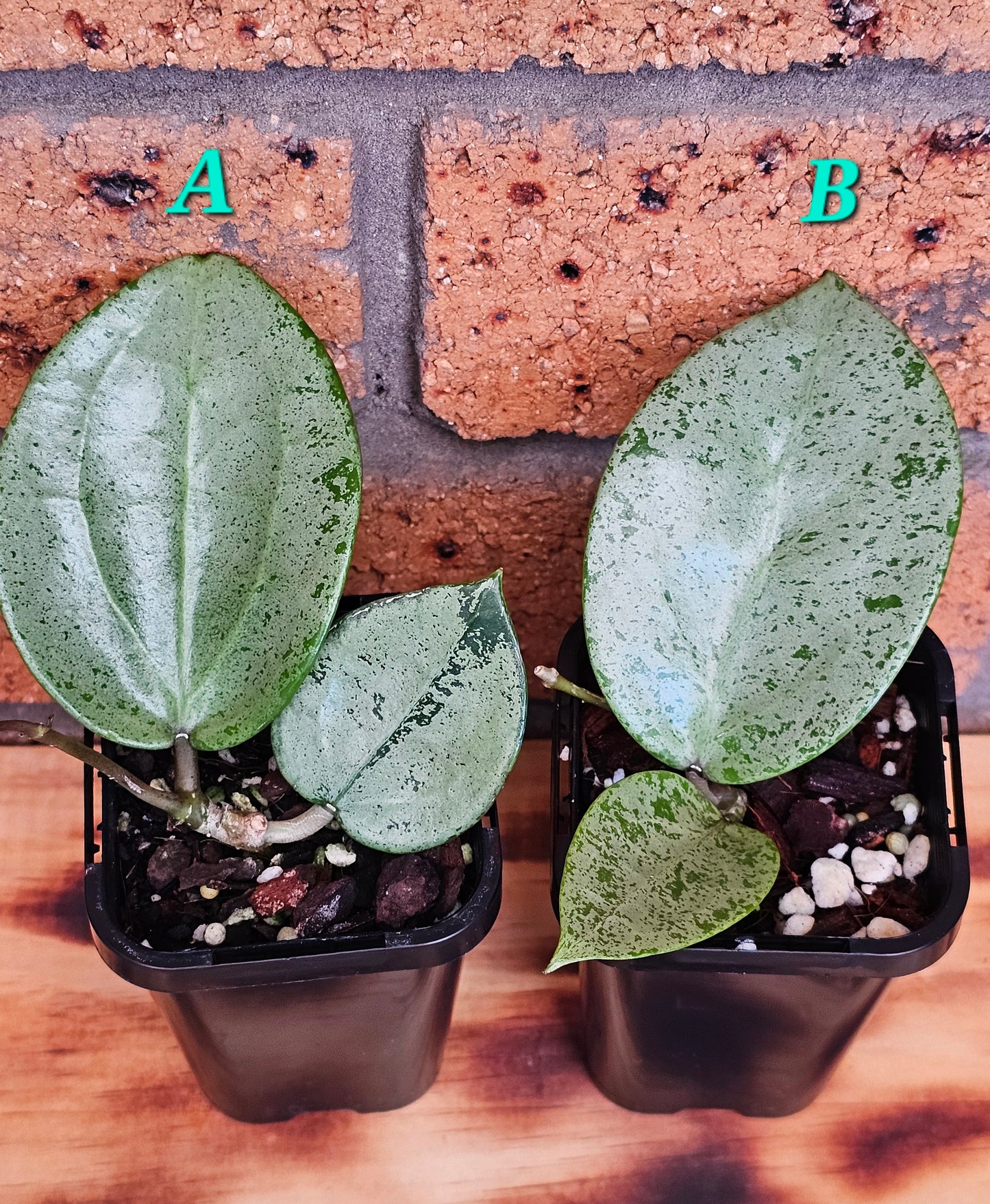 💥Hoya verticillata 'Heart Silver'💥