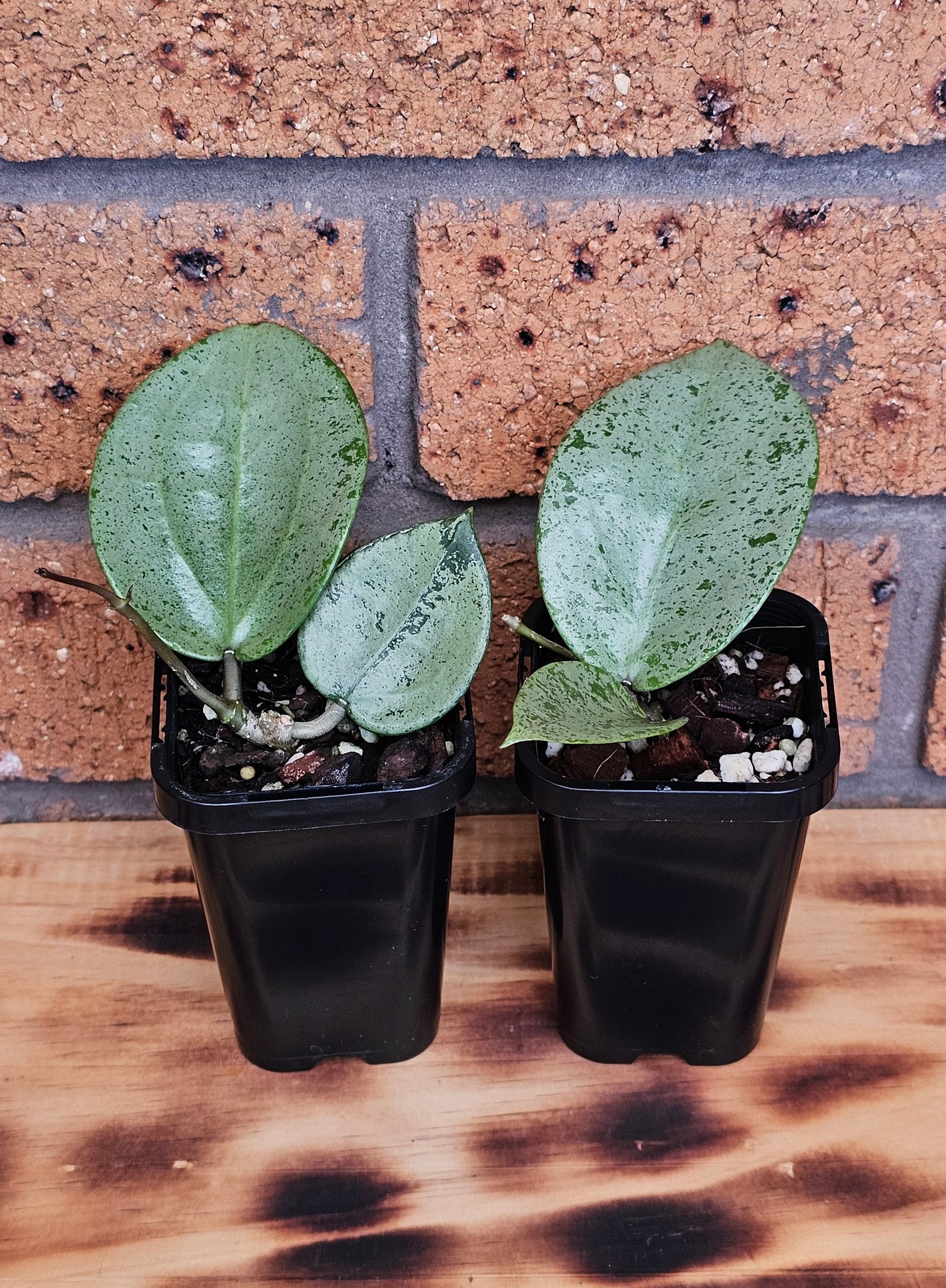 💥Hoya verticillata 'Heart Silver'💥
