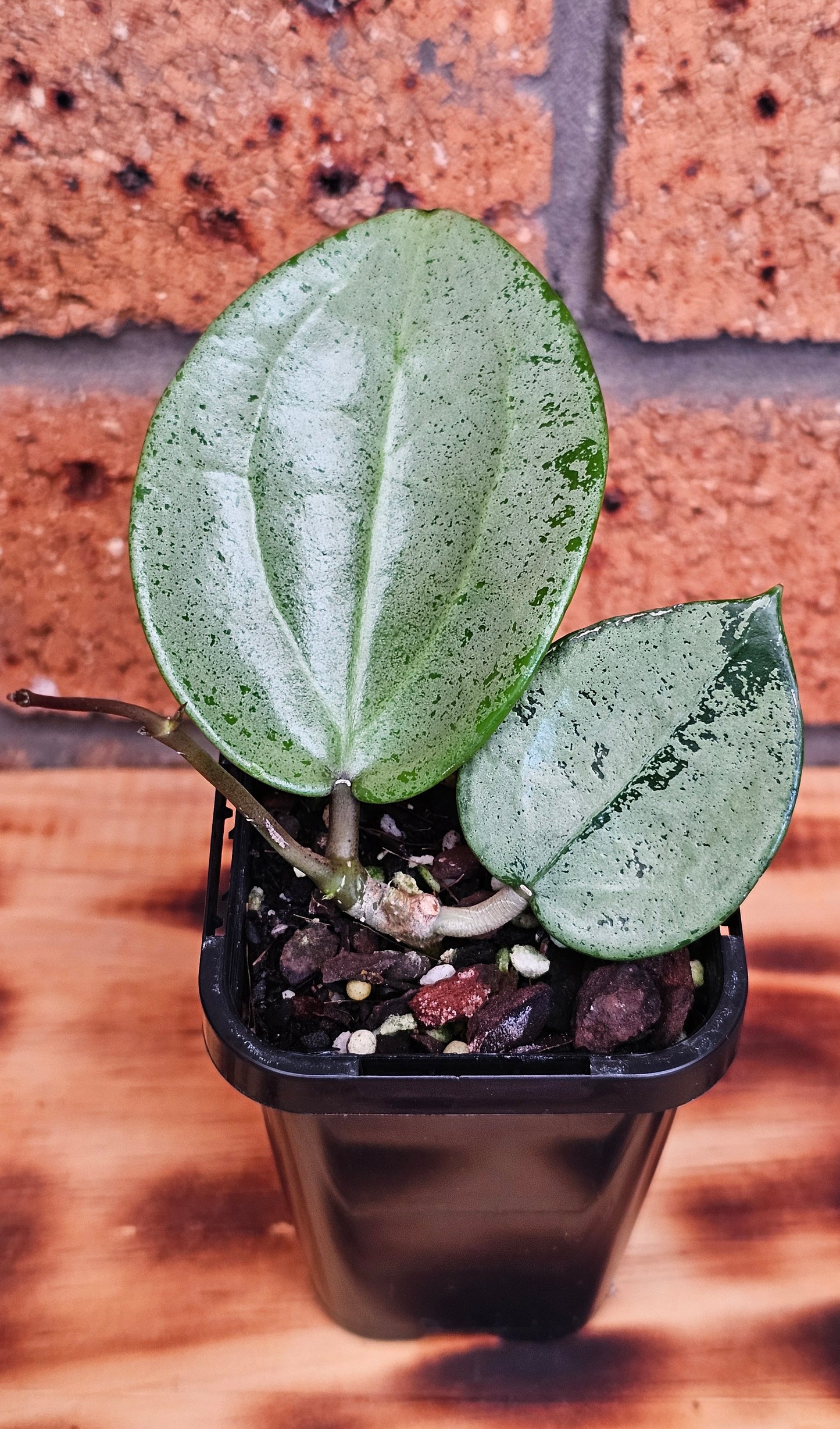 💥Hoya verticillata 'Heart Silver'💥