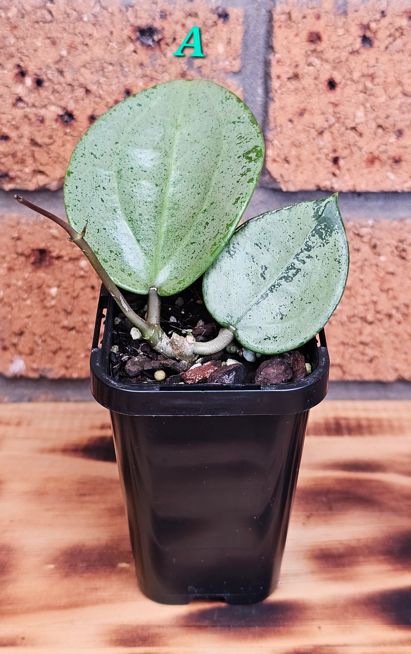 💥Hoya verticillata 'Heart Silver'💥