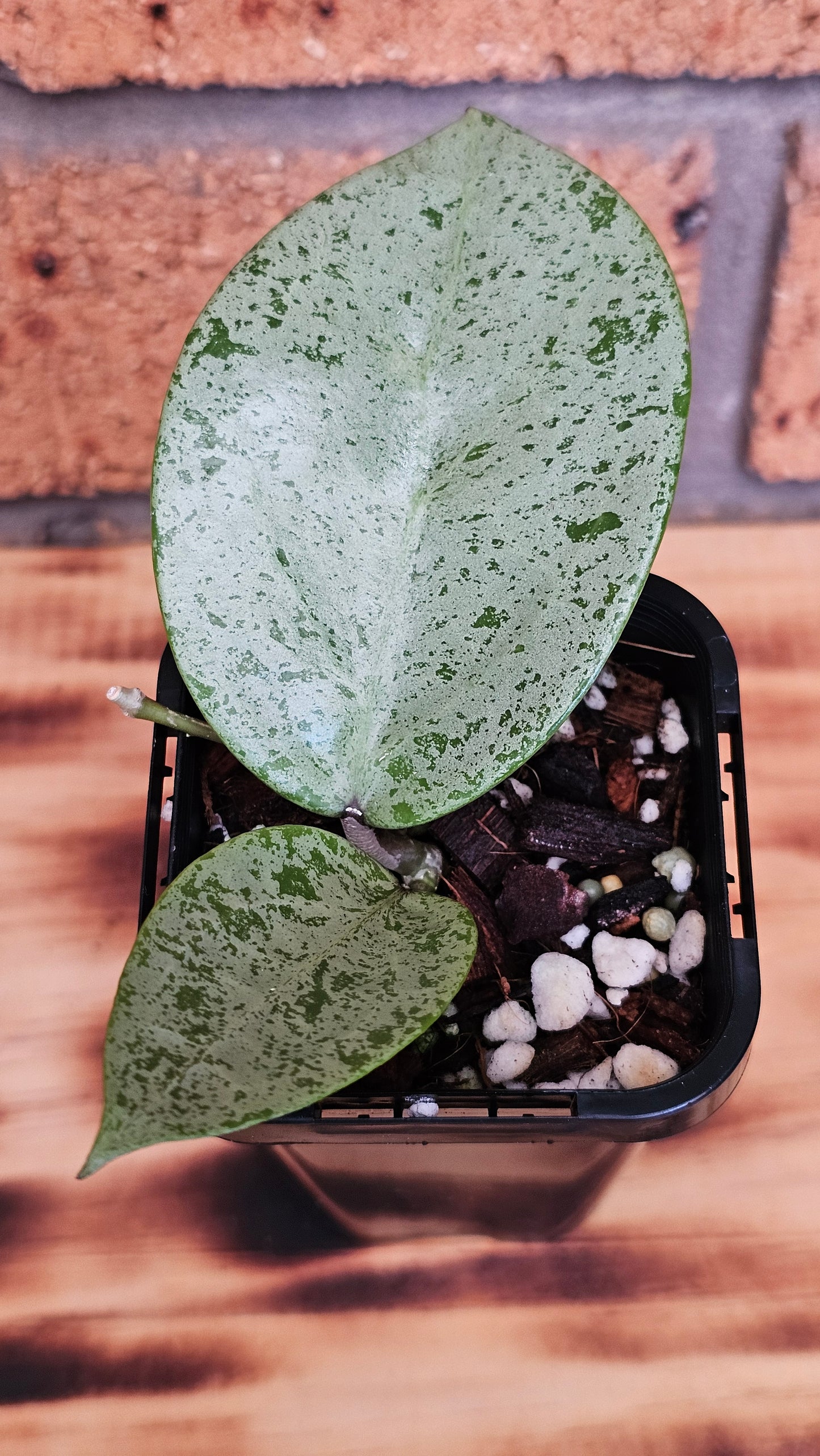 💥Hoya verticillata 'Heart Silver'💥