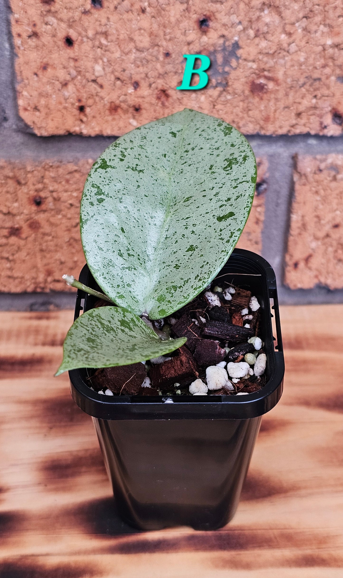 💥Hoya verticillata 'Heart Silver'💥