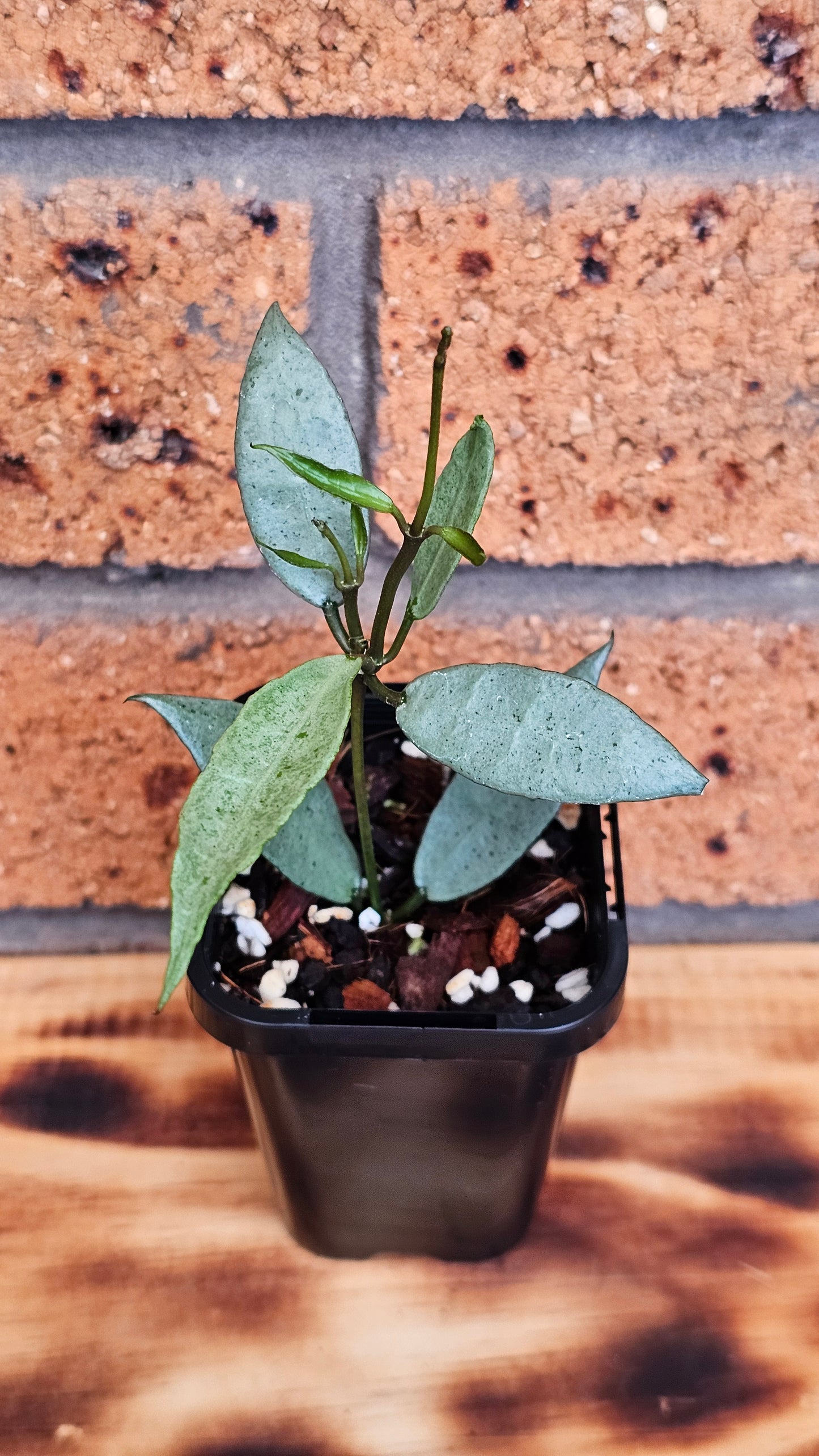 💥💫Hoya lacunosa  'Louisa's Silver'💫💥