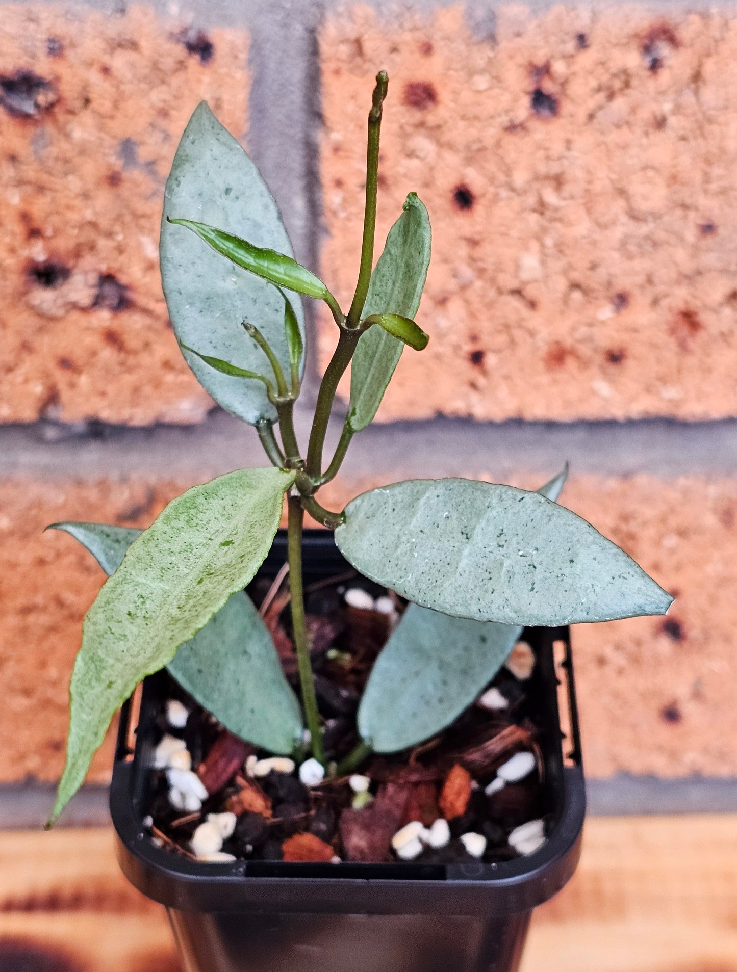💥💫Hoya lacunosa  'Louisa's Silver'💫💥
