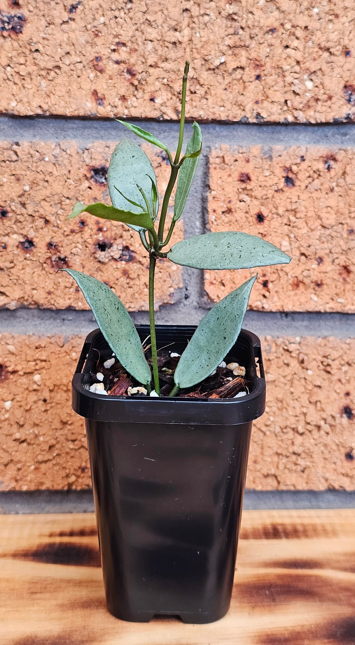💥💫Hoya lacunosa  'Louisa's Silver'💫💥