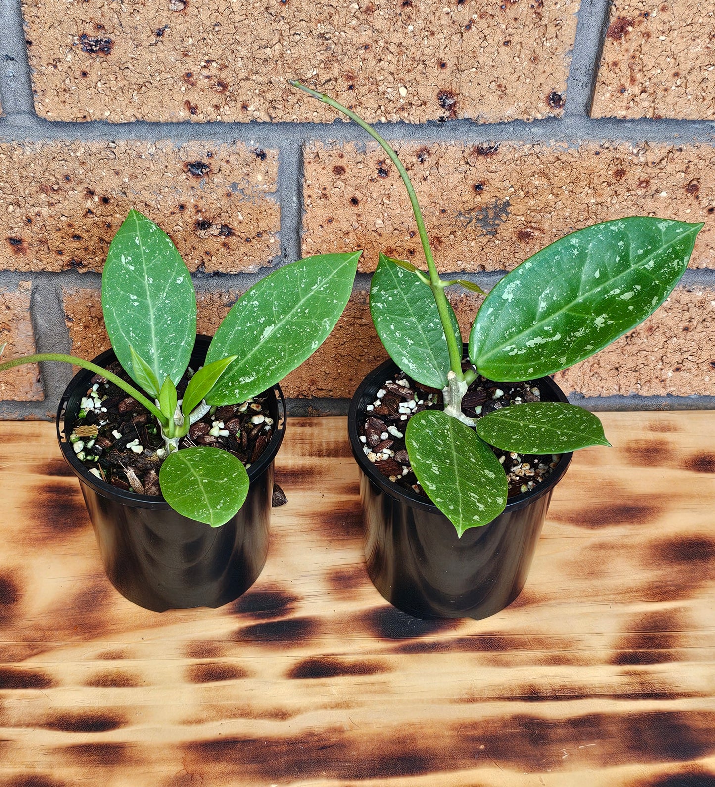 💥Hoya sp. Para Splash💥