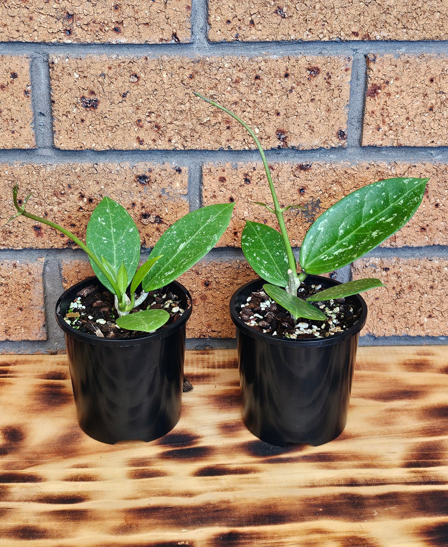 💥Hoya sp. Para Splash💥