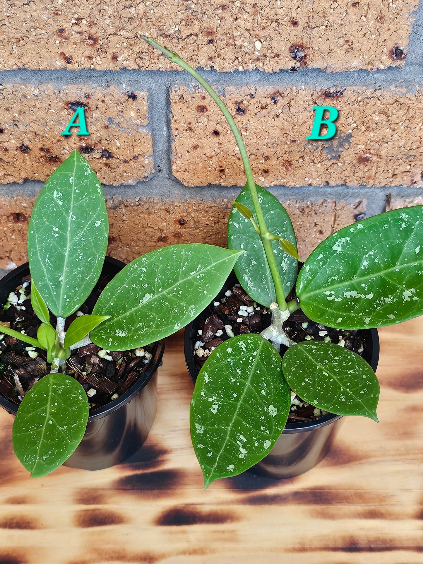 💥Hoya sp. Para Splash💥