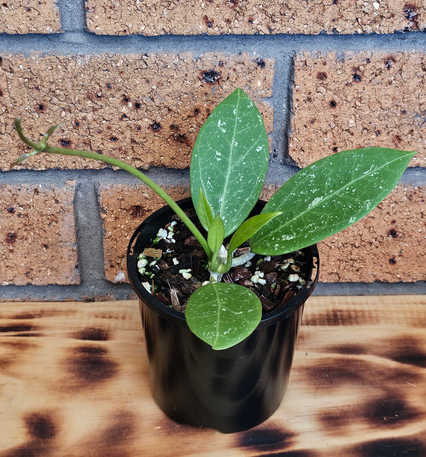 💥Hoya sp. Para Splash💥