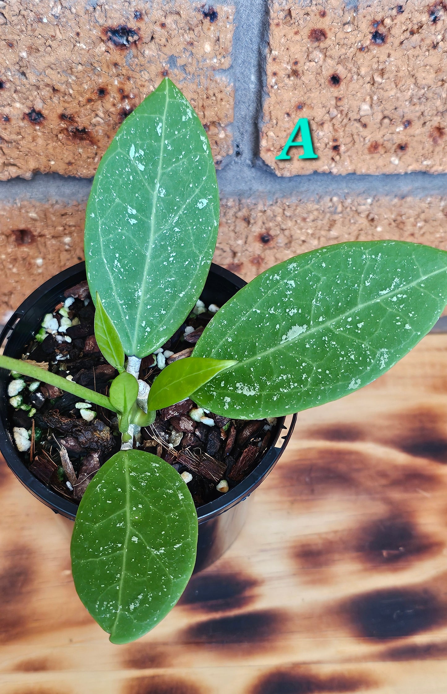 💥Hoya sp. Para Splash💥