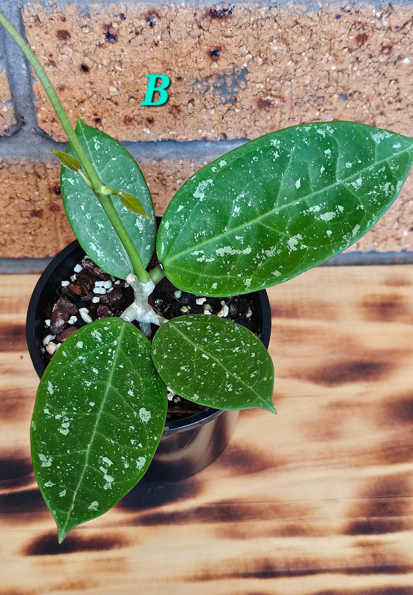 💥Hoya sp. Para Splash💥