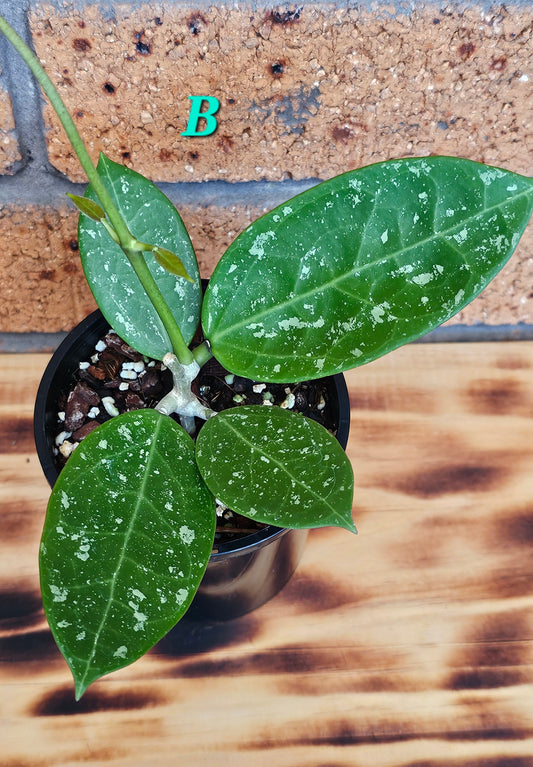 💥Hoya sp. Para Splash💥