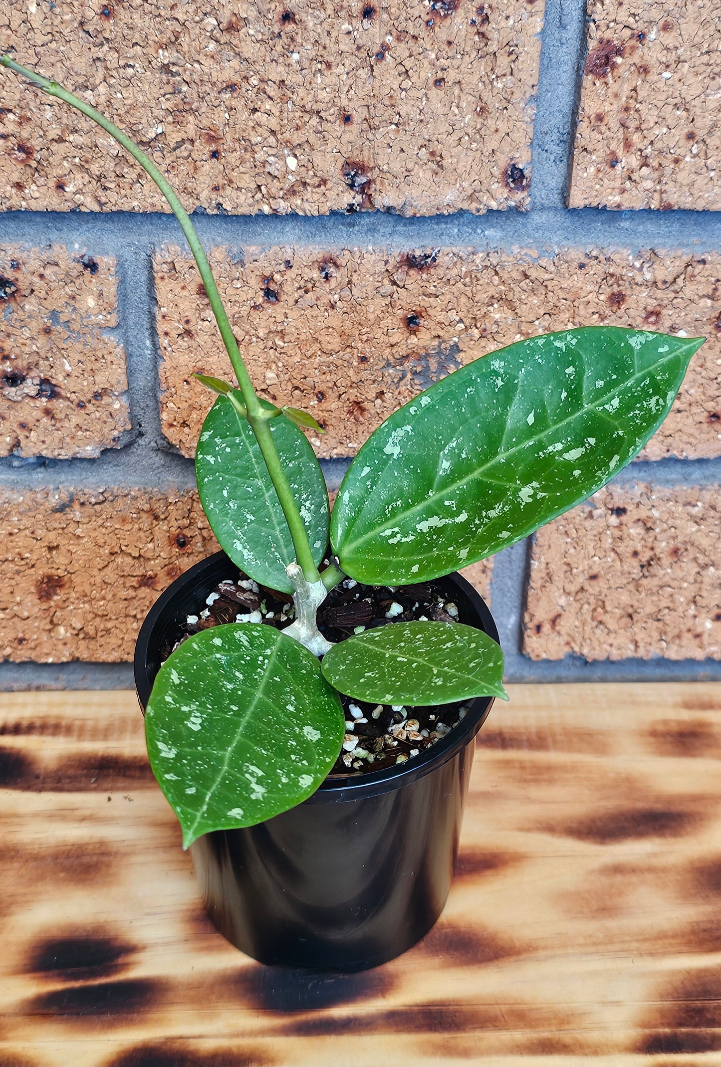 💥Hoya sp. Para Splash💥