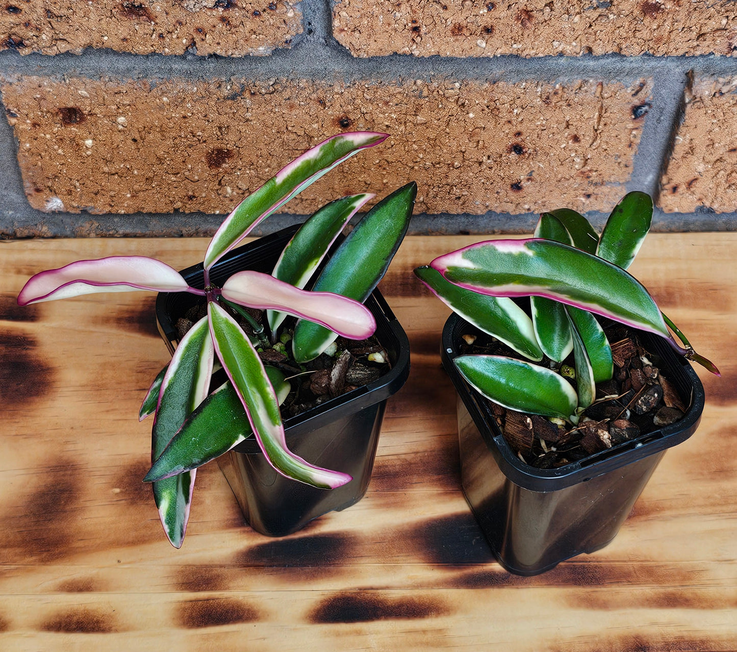 💥Hoya 'Lori Lyn'💥