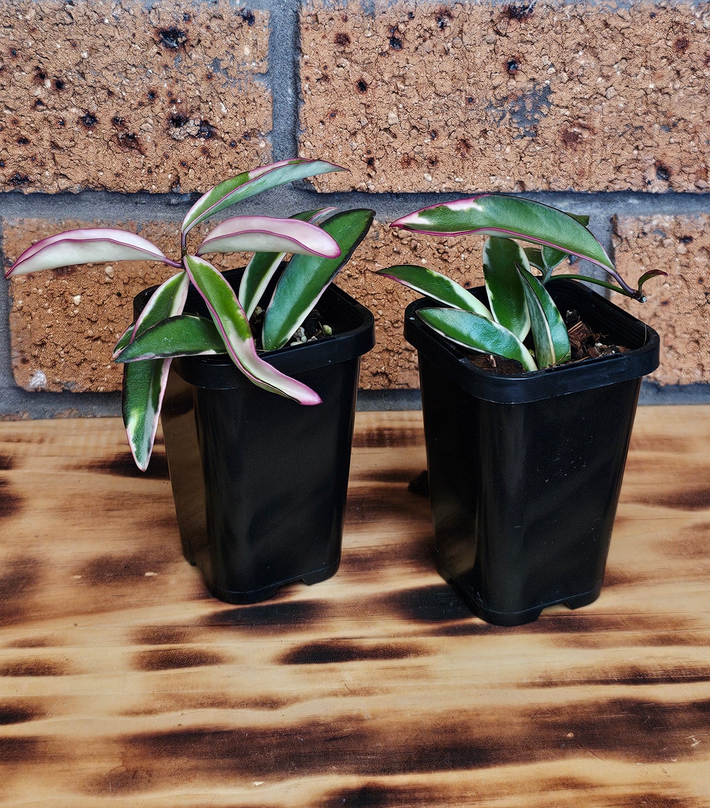 💥Hoya 'Lori Lyn'💥