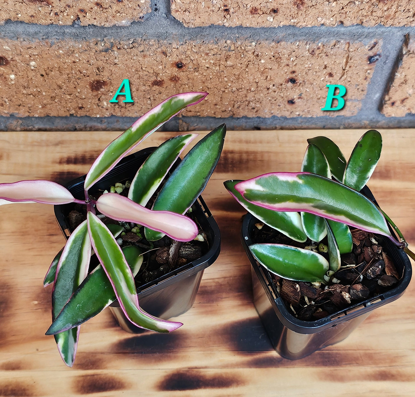 💥Hoya 'Lori Lyn'💥