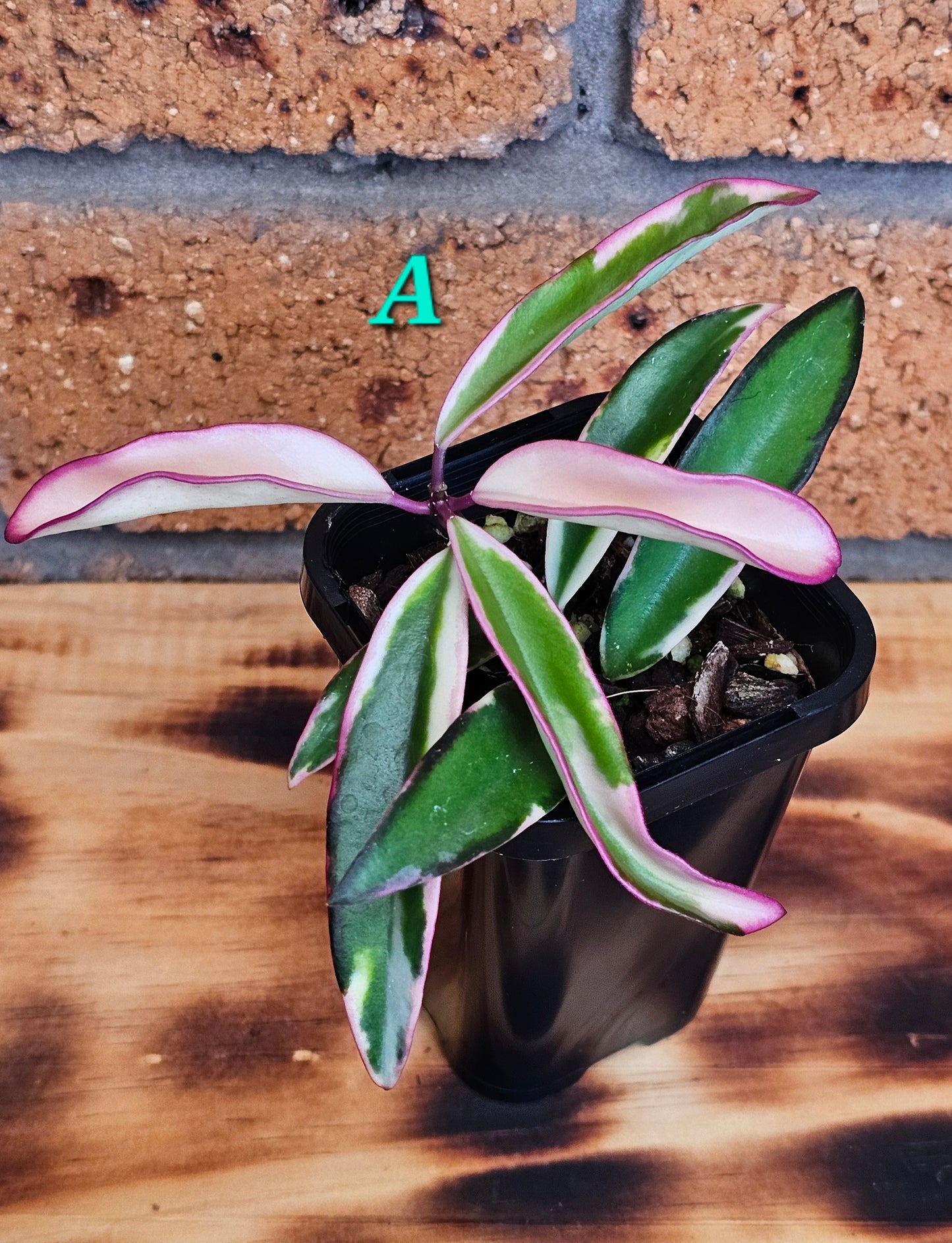 💥Hoya 'Lori Lyn'💥