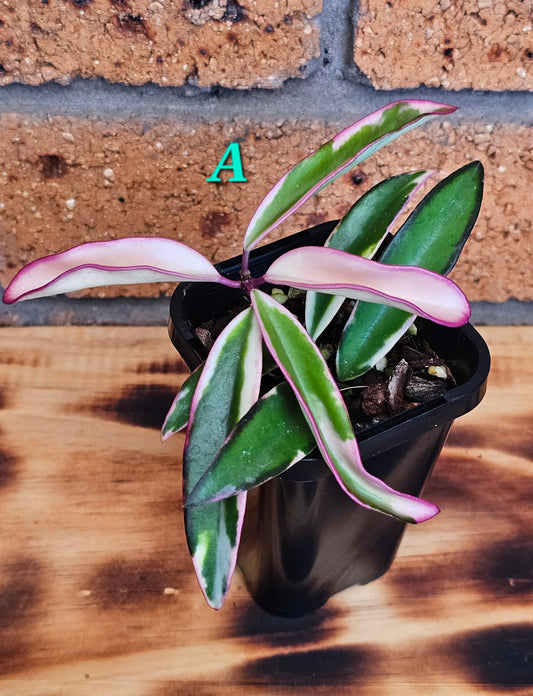 💥Hoya 'Lori Lyn'💥