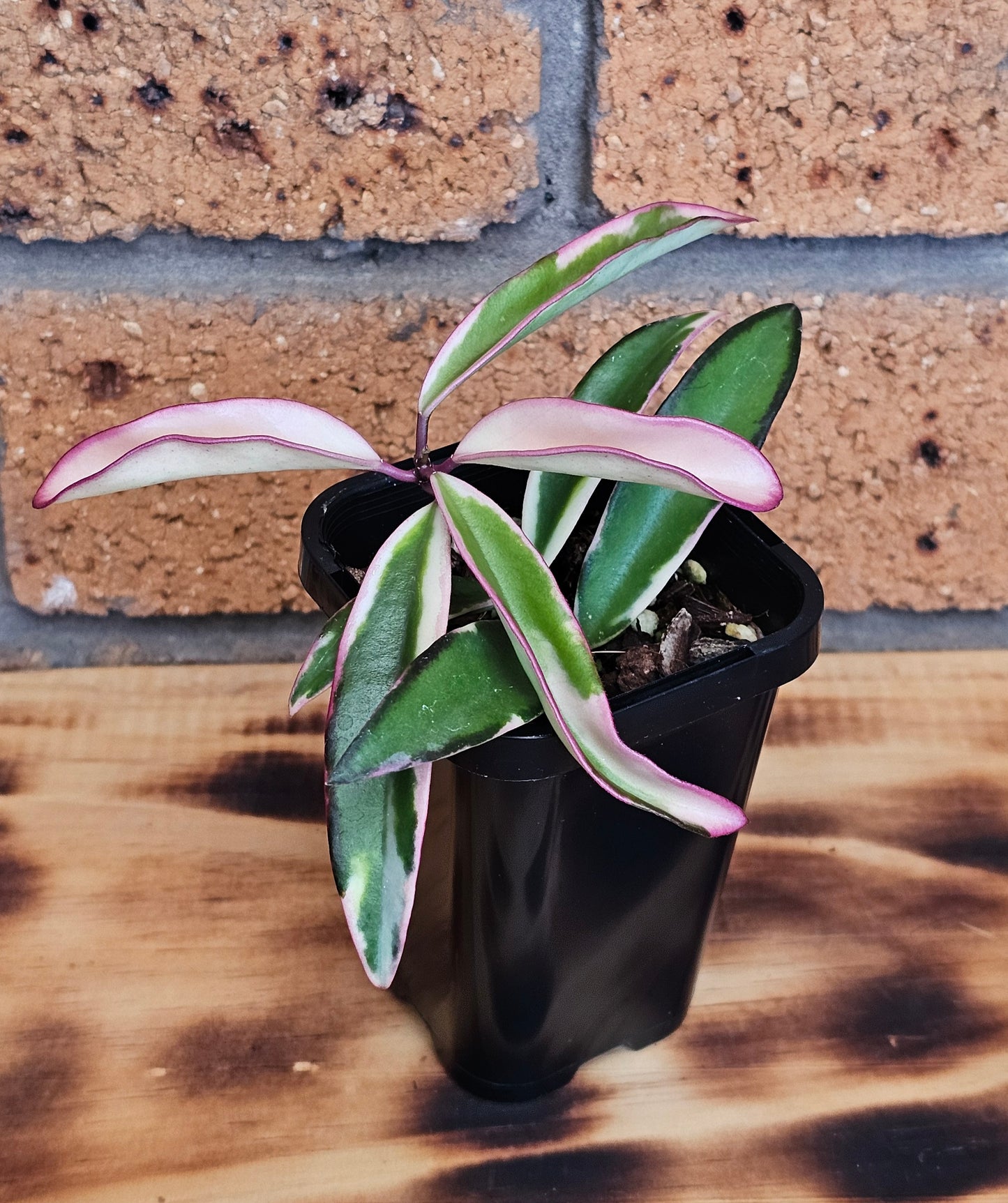 💥Hoya 'Lori Lyn'💥