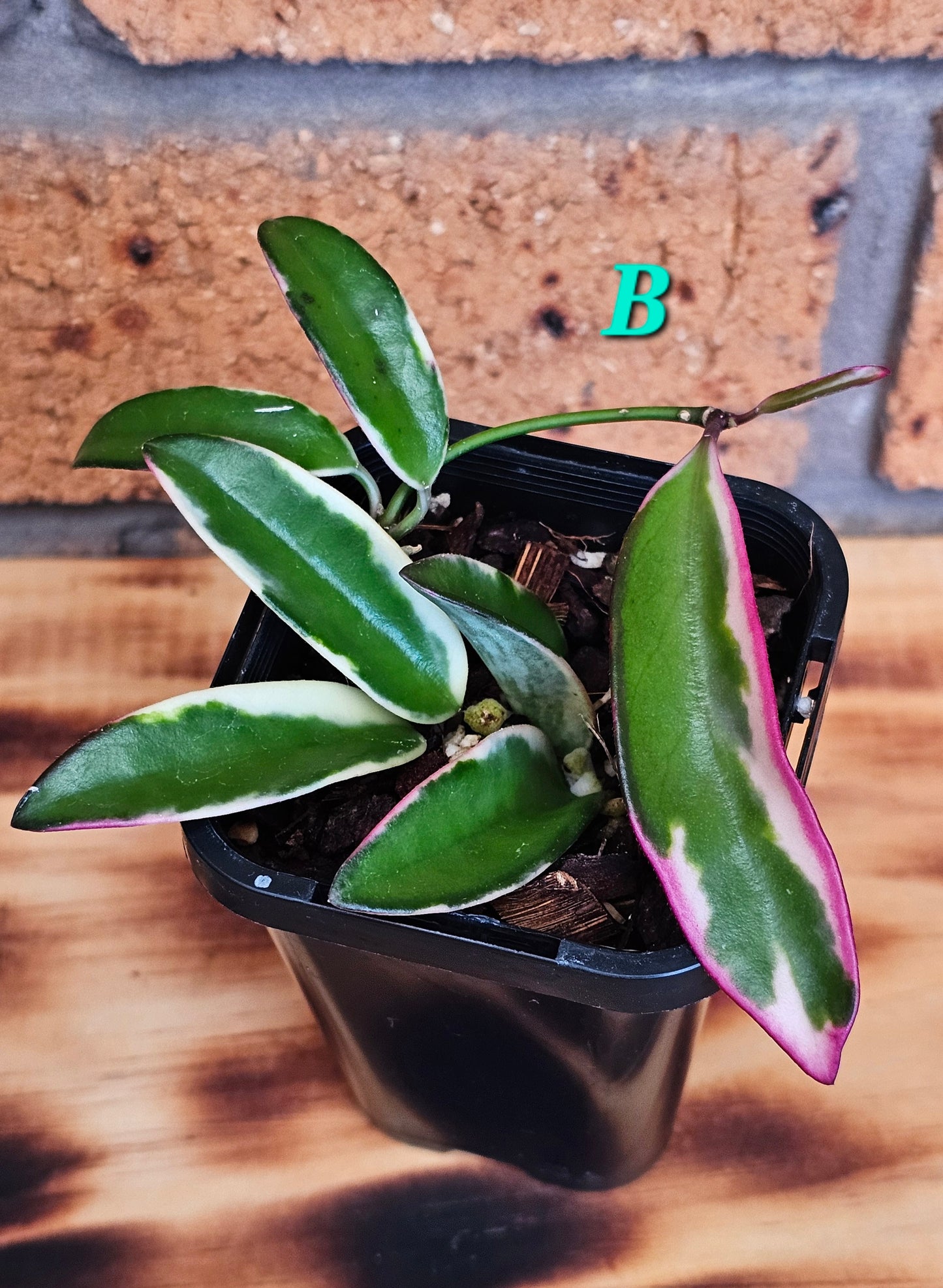 💥Hoya 'Lori Lyn'💥