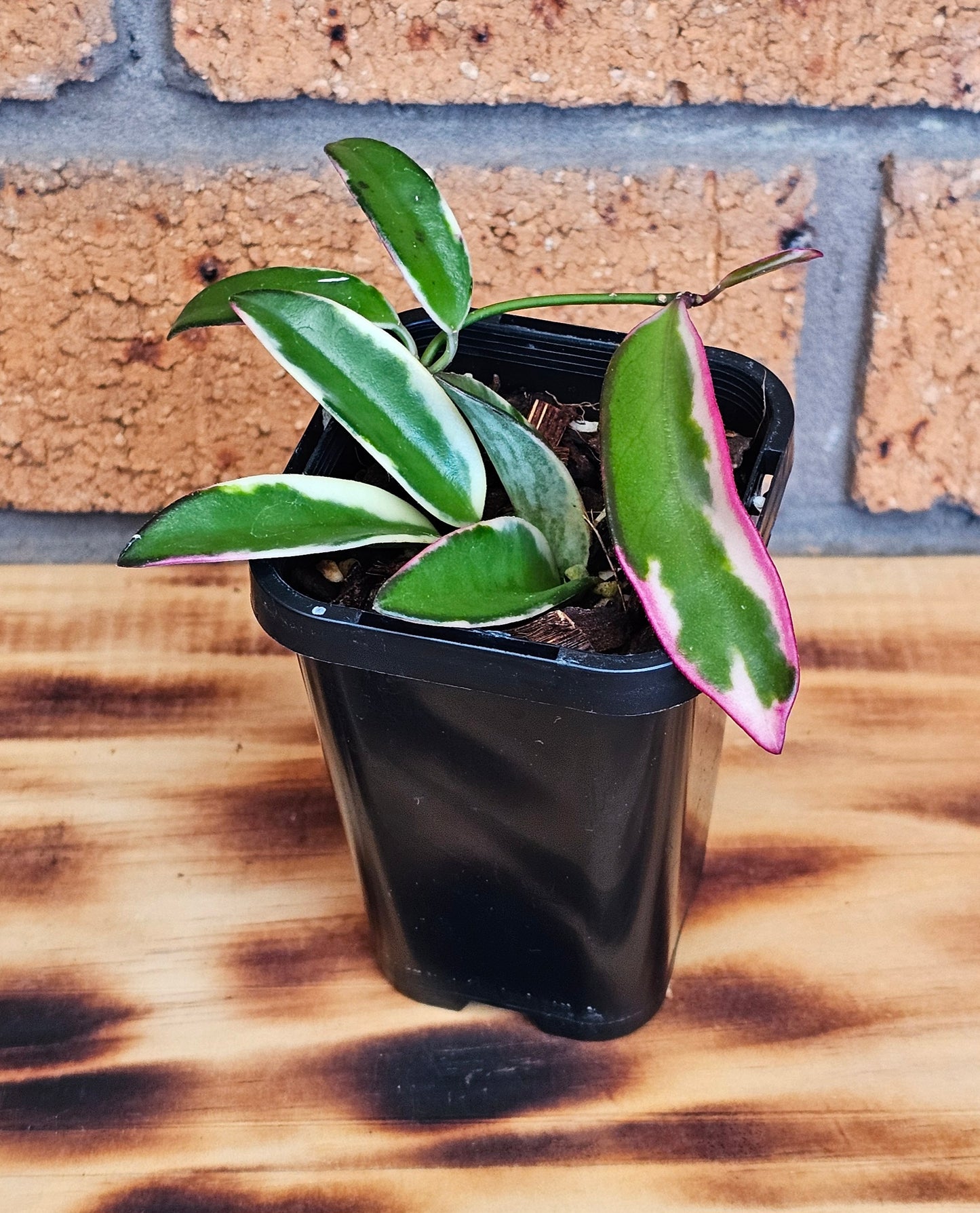 💥Hoya 'Lori Lyn'💥