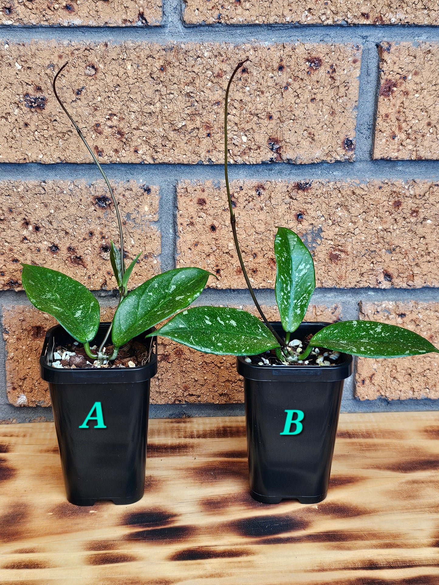 💥💫 Hoya lai chau 'Splash'💫💥