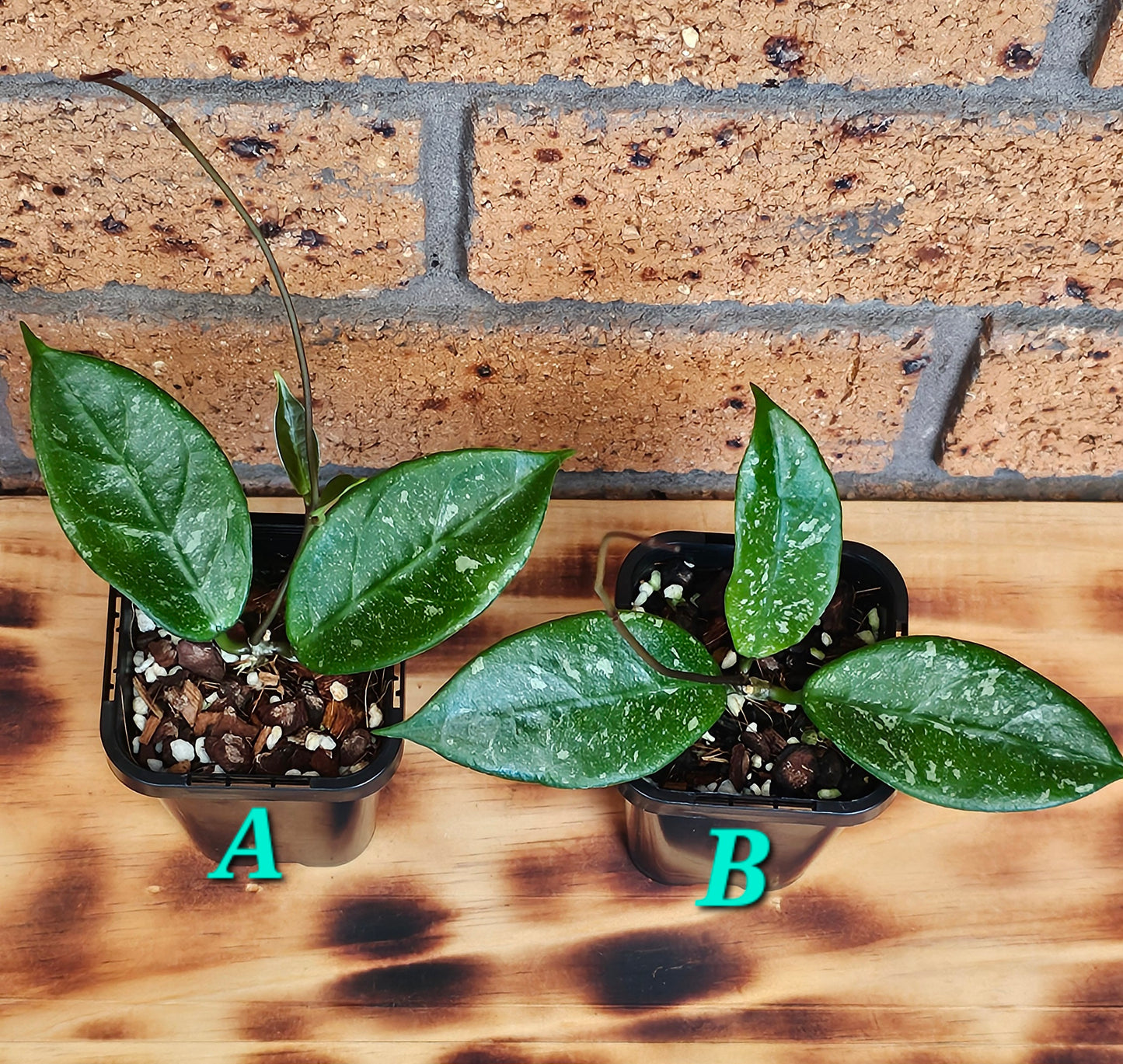 💥💫 Hoya lai chau 'Splash'💫💥