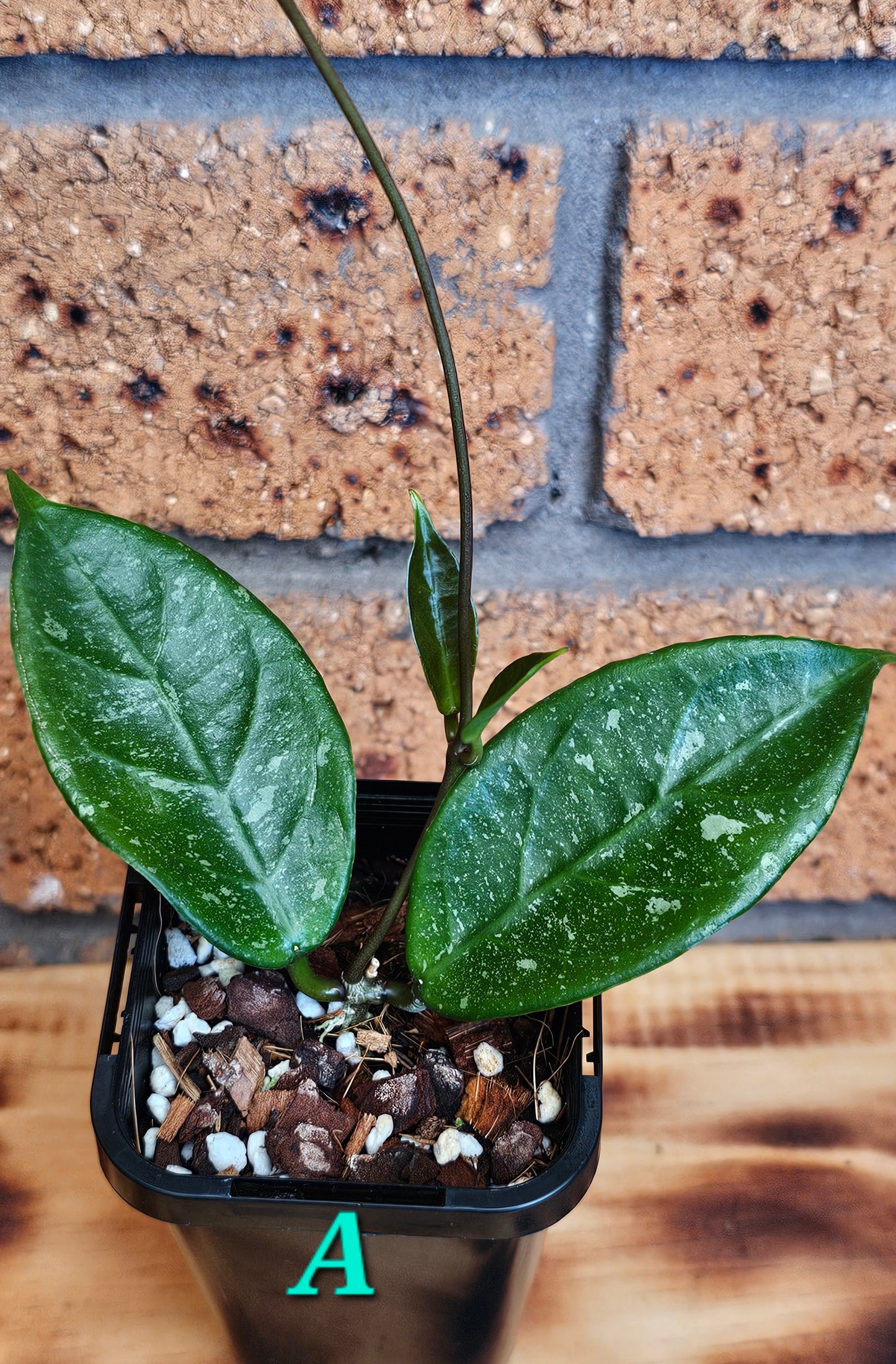 💥💫 Hoya lai chau 'Splash'💫💥