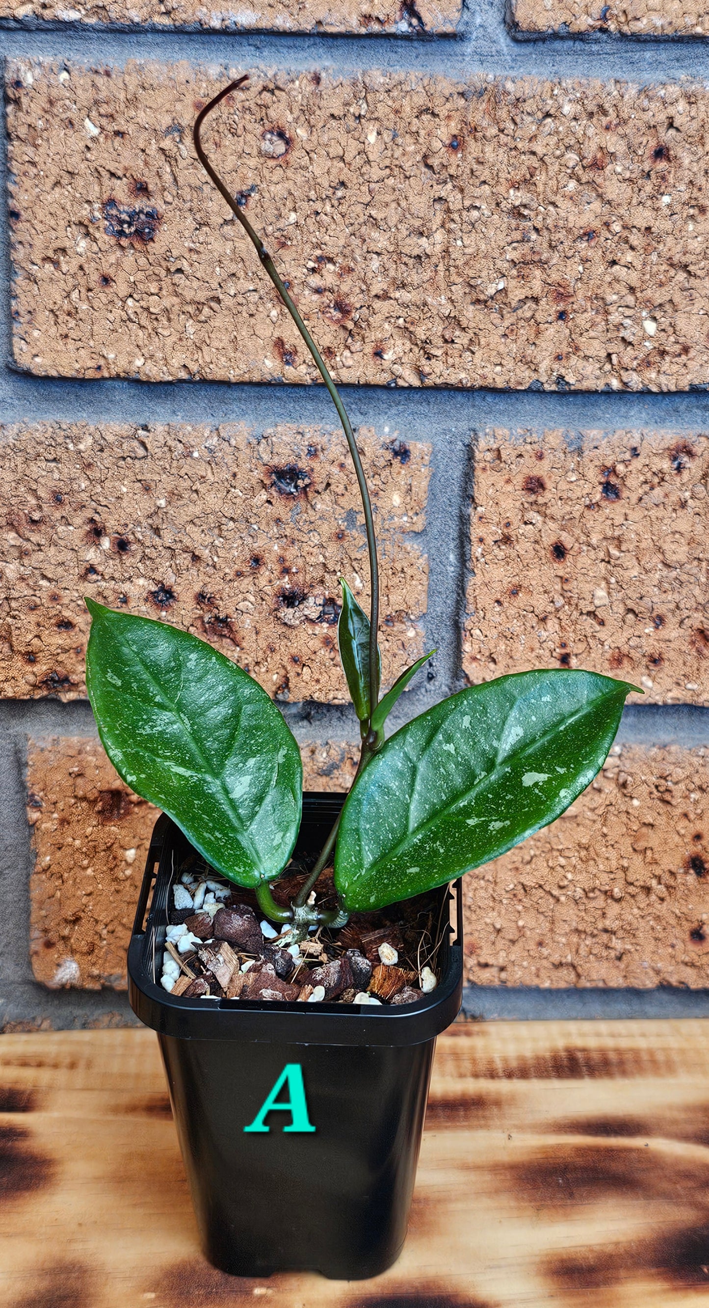 💥💫 Hoya lai chau 'Splash'💫💥