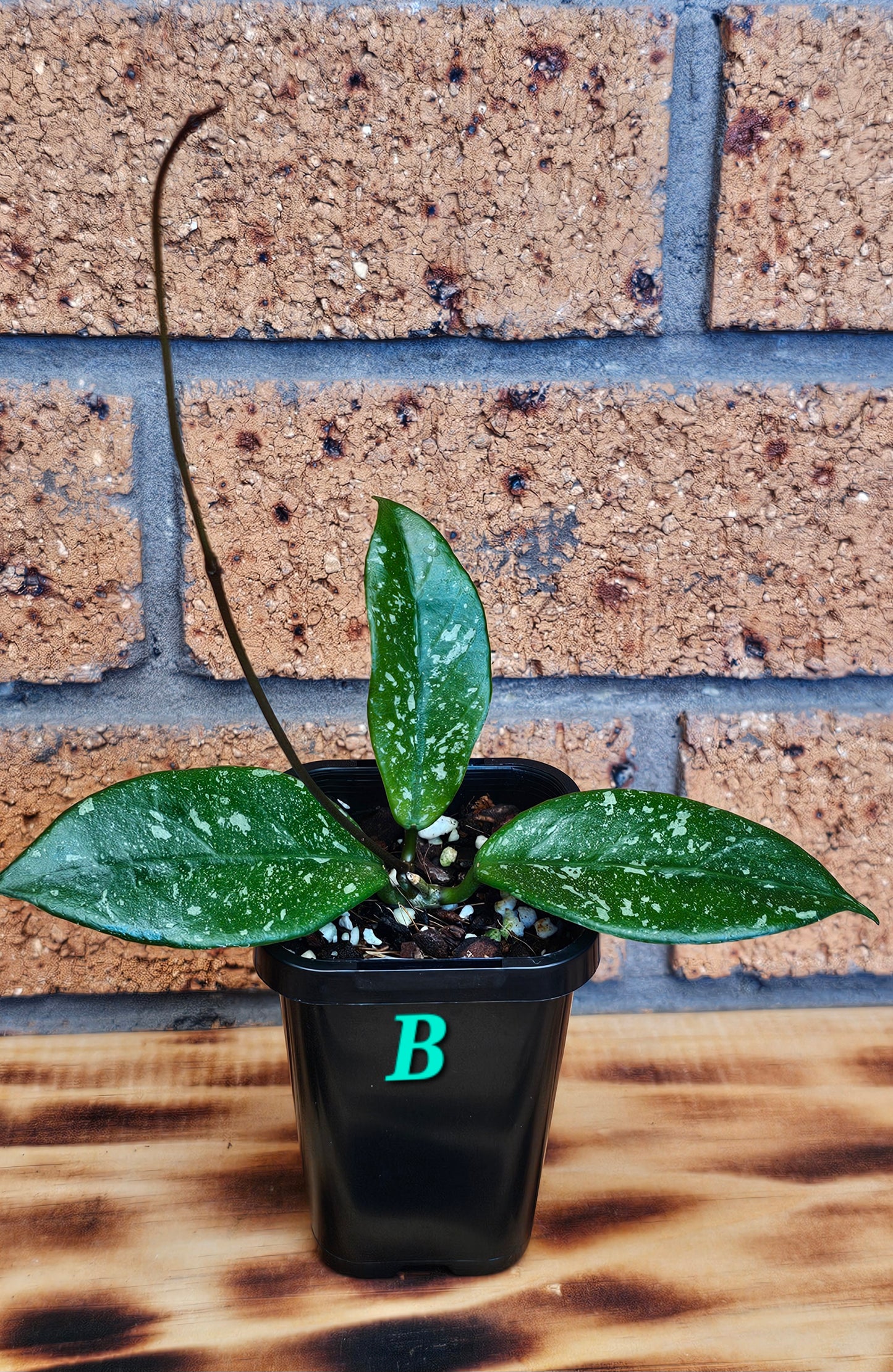 💥💫 Hoya lai chau 'Splash'💫💥