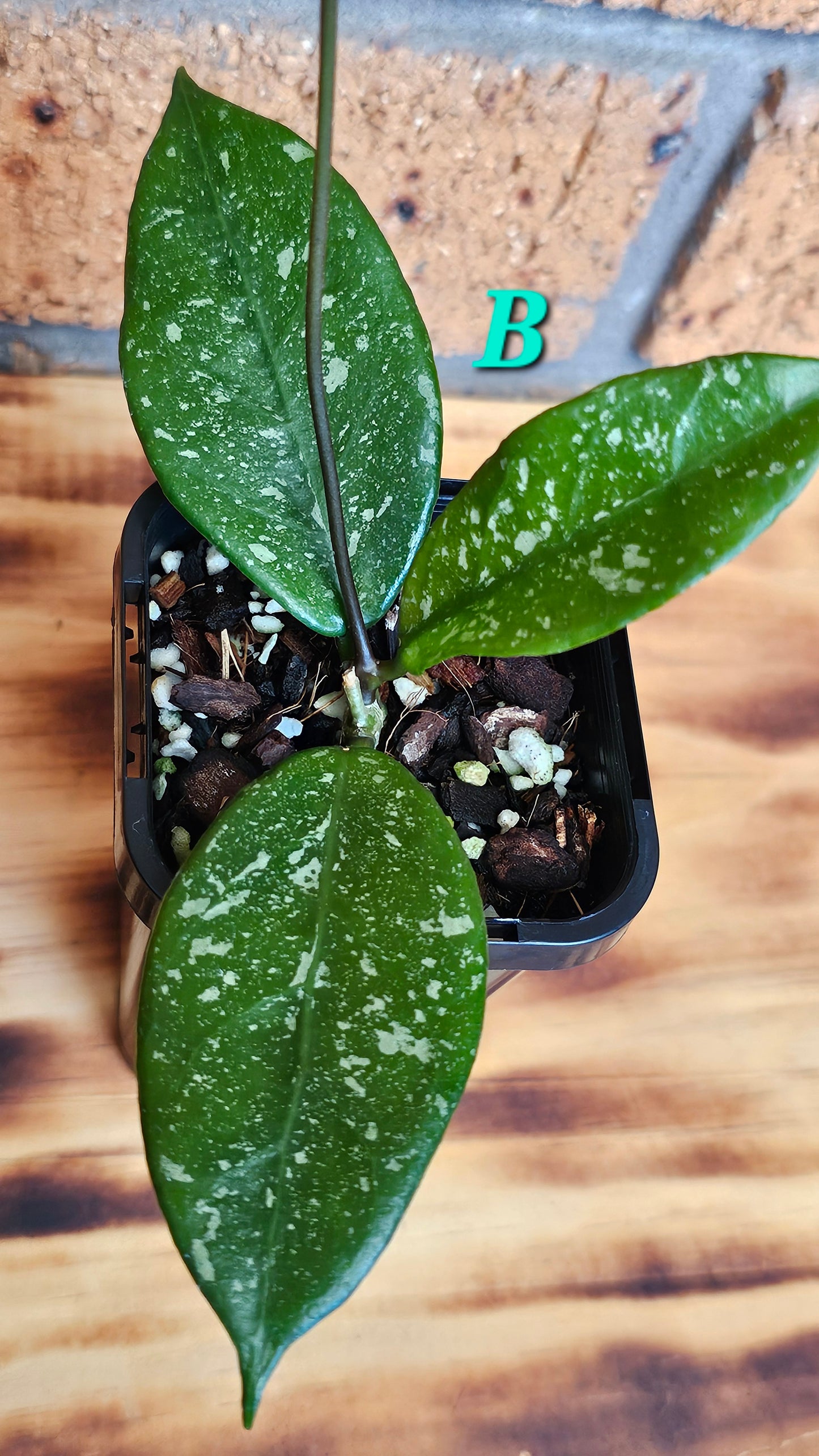 💥💫 Hoya lai chau 'Splash'💫💥